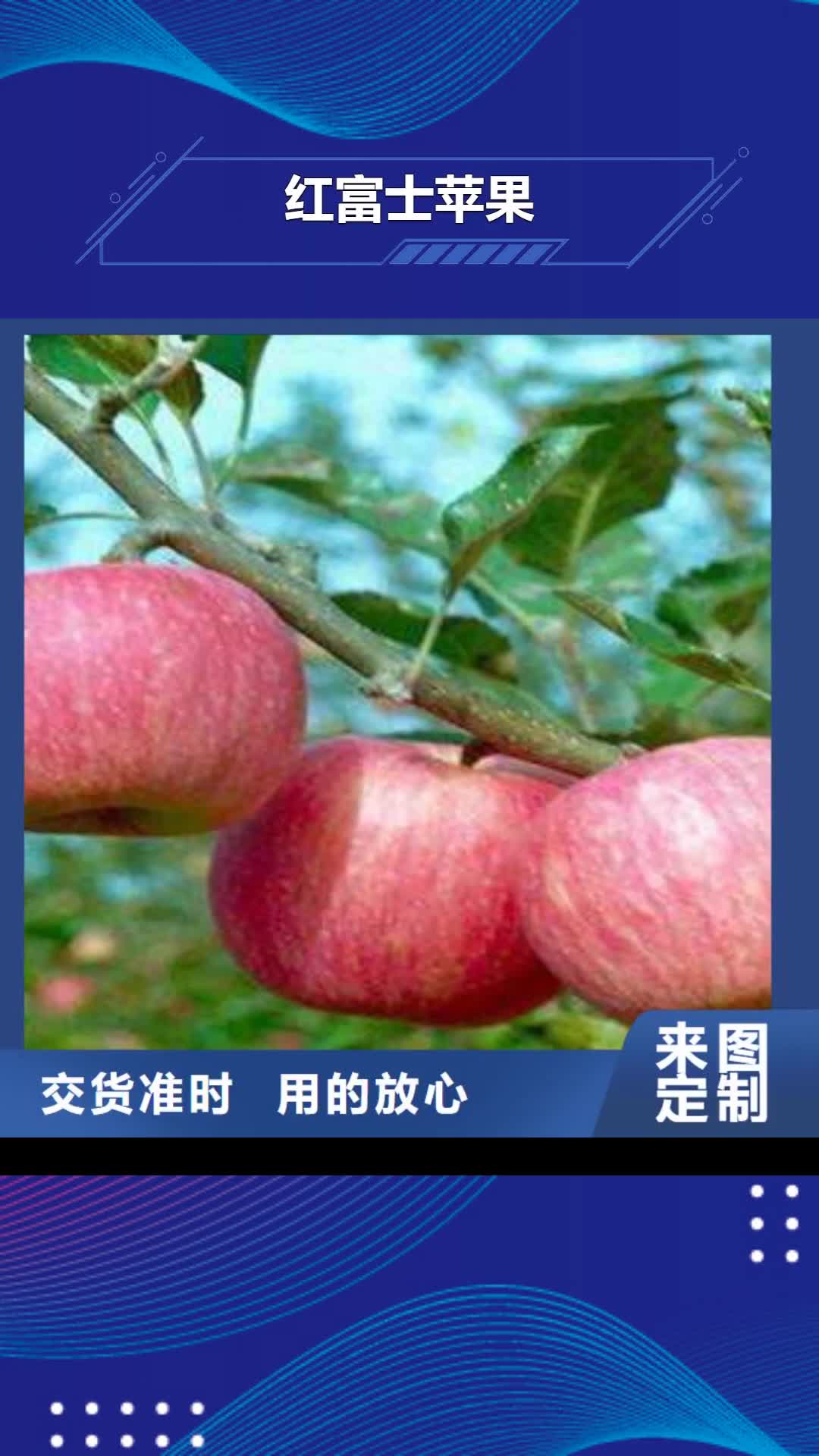 佳木斯 红富士苹果 【苹果
】直销厂家