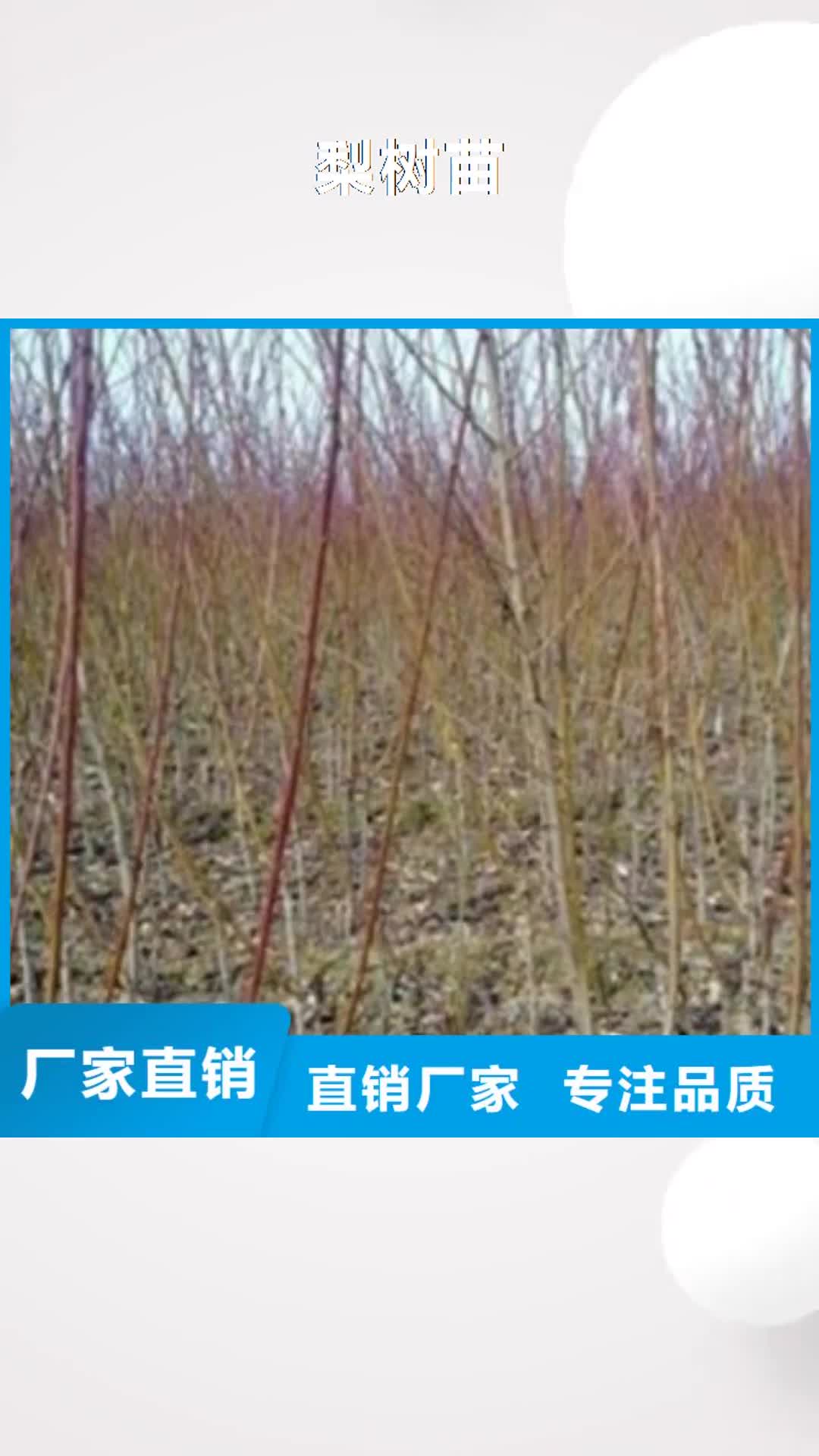 【巢湖 梨树苗_李子苗质检合格出厂】