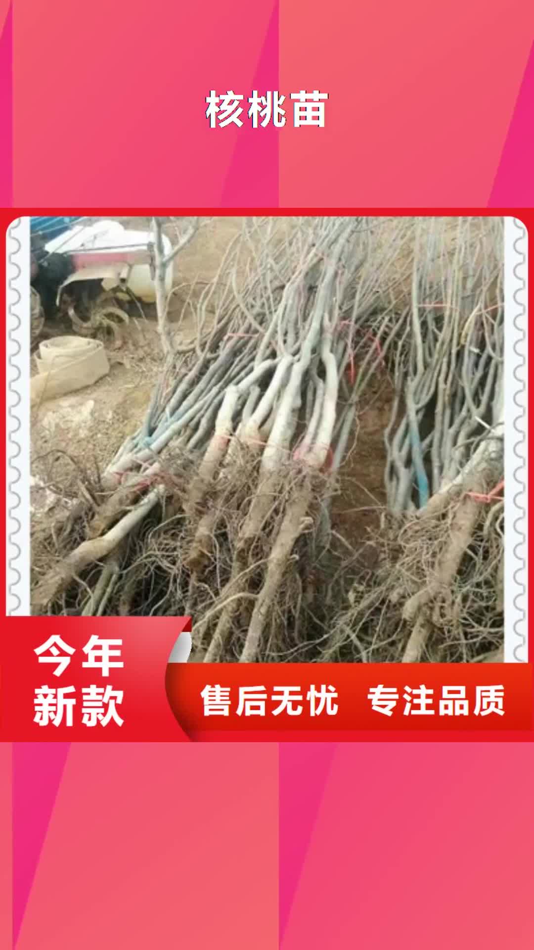 定西 核桃苗,【板栗苗】实力优品