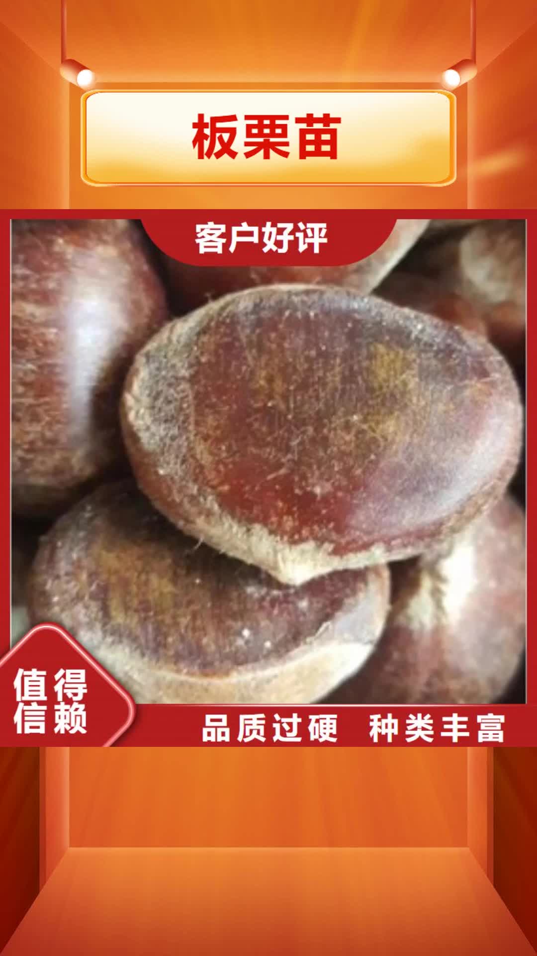 遂宁 板栗苗【梨树苗】好产品放心购