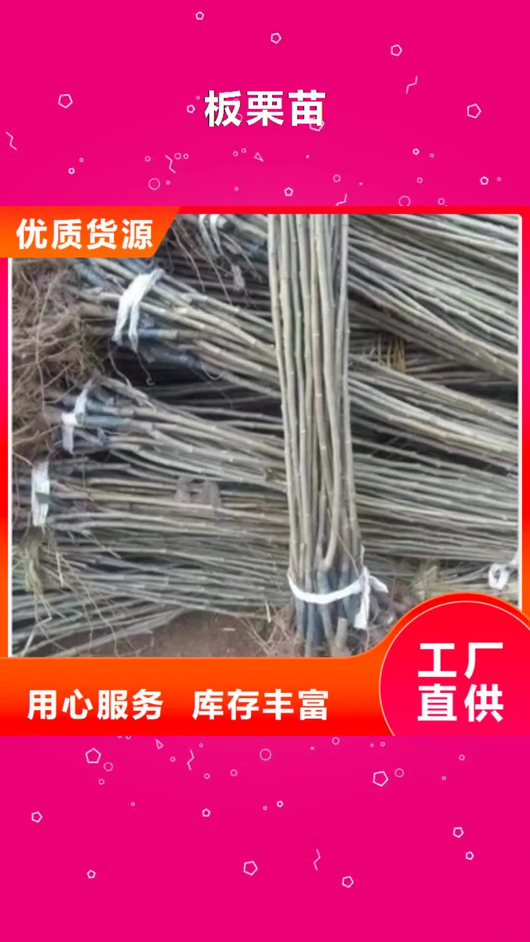南宁 板栗苗_【梨树苗】一个起售