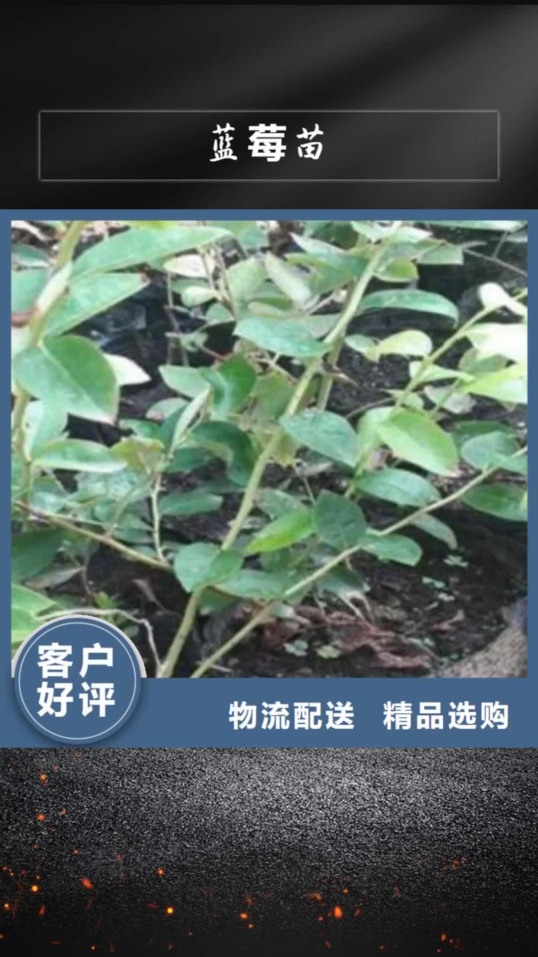 来宾【蓝莓苗】_桃树苗物流配送