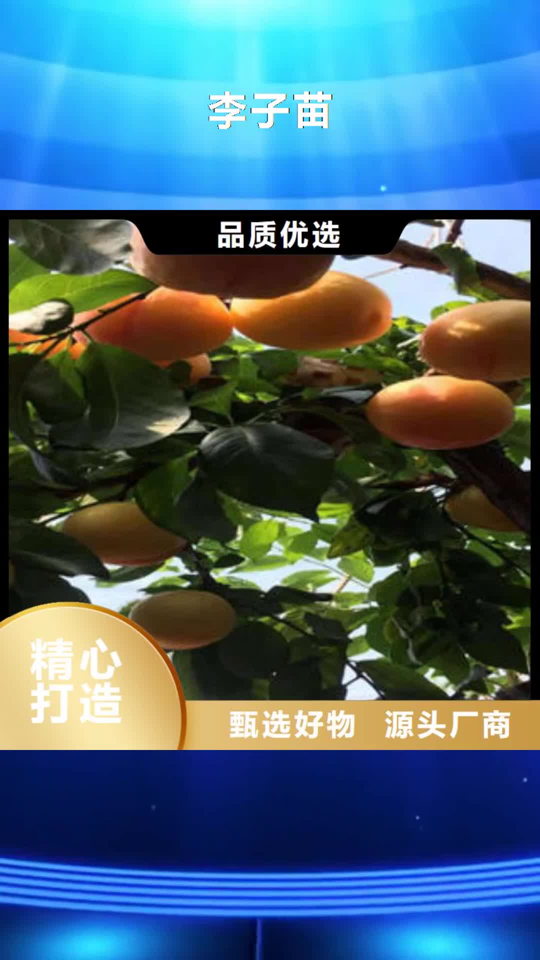 安康 李子苗-【山楂苗】价格实在