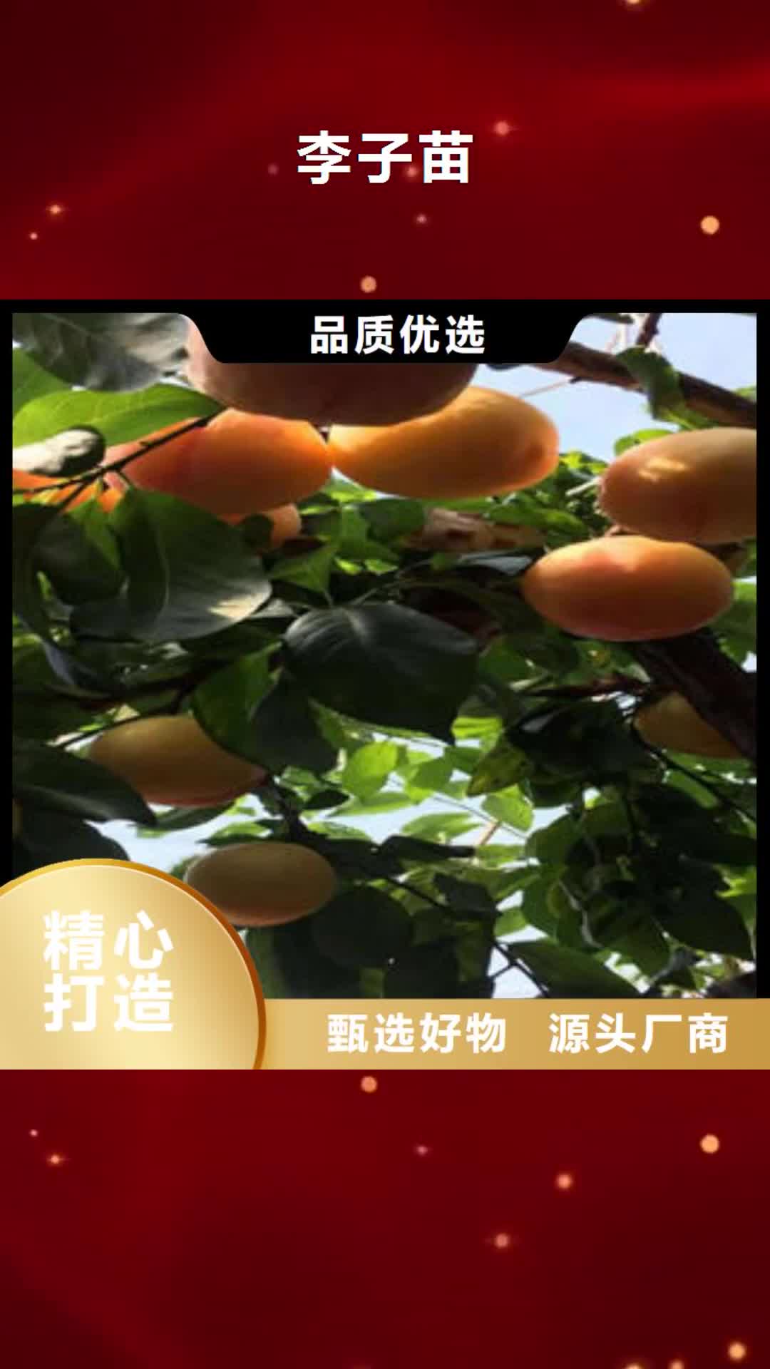 【沧州 李子苗_板栗苗品质优选】