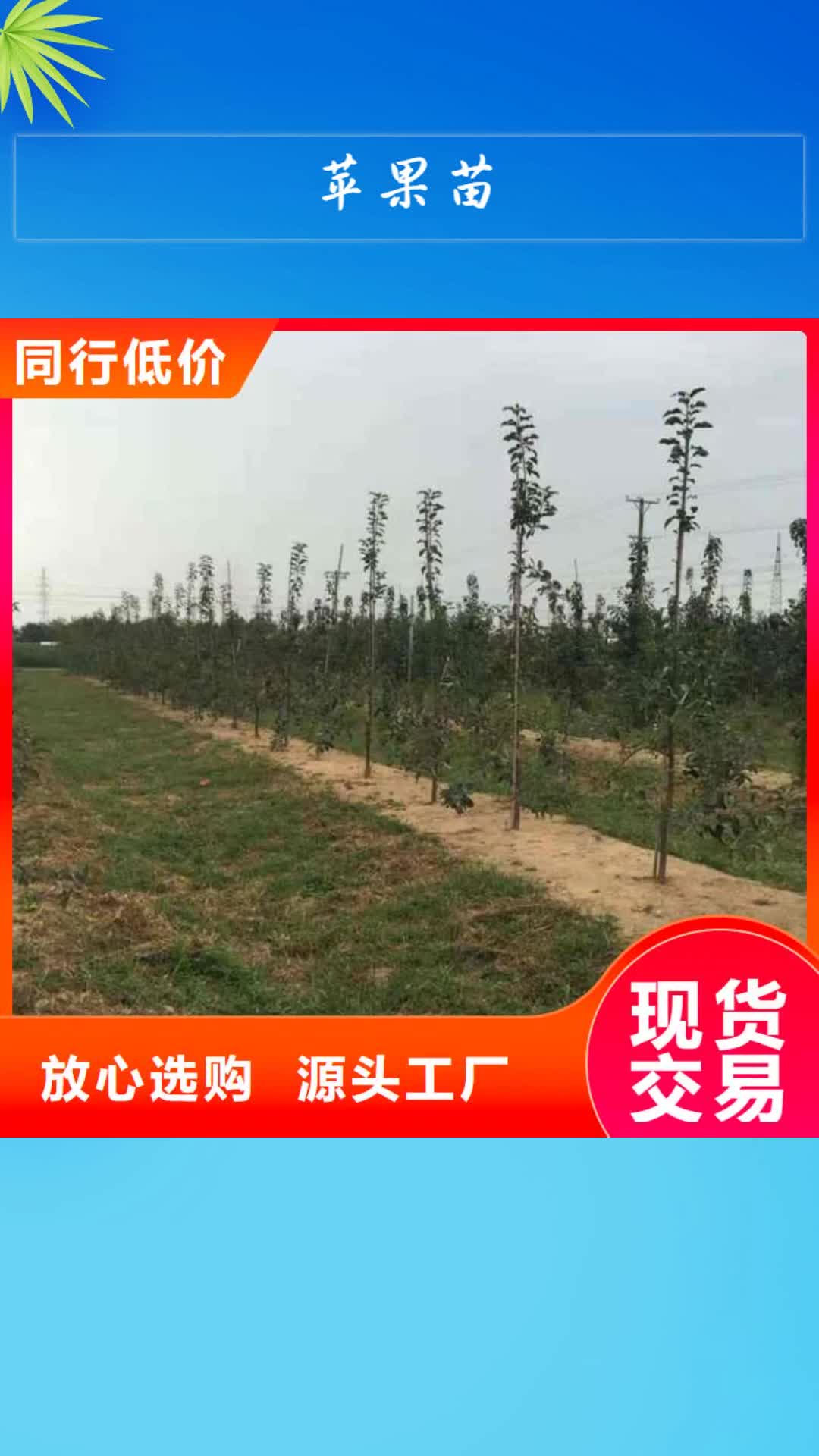 那曲 苹果苗-【花椒苗】真实拍摄品质可靠