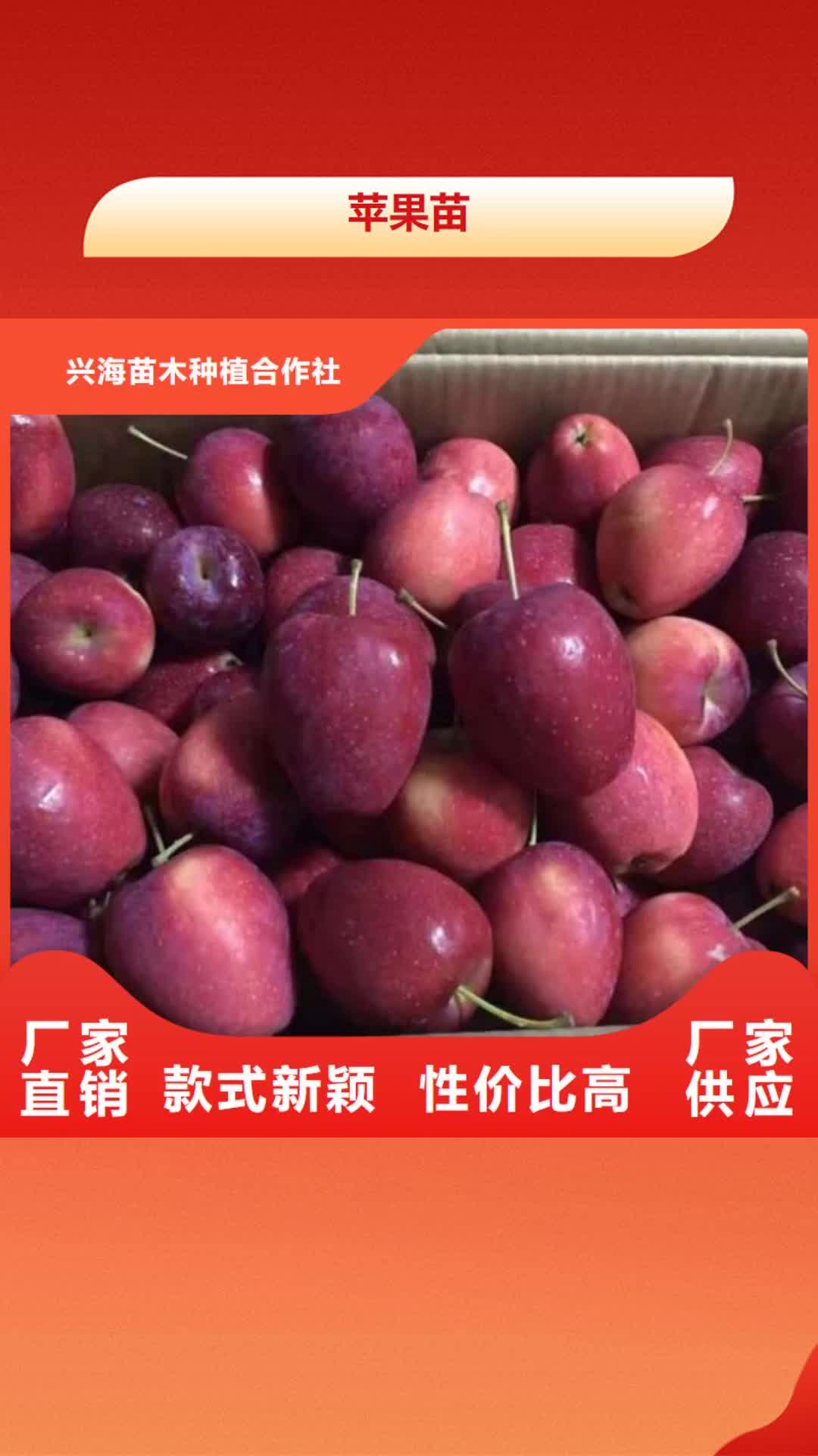 【呼伦贝尔 苹果苗-蓝莓苗源头采购】