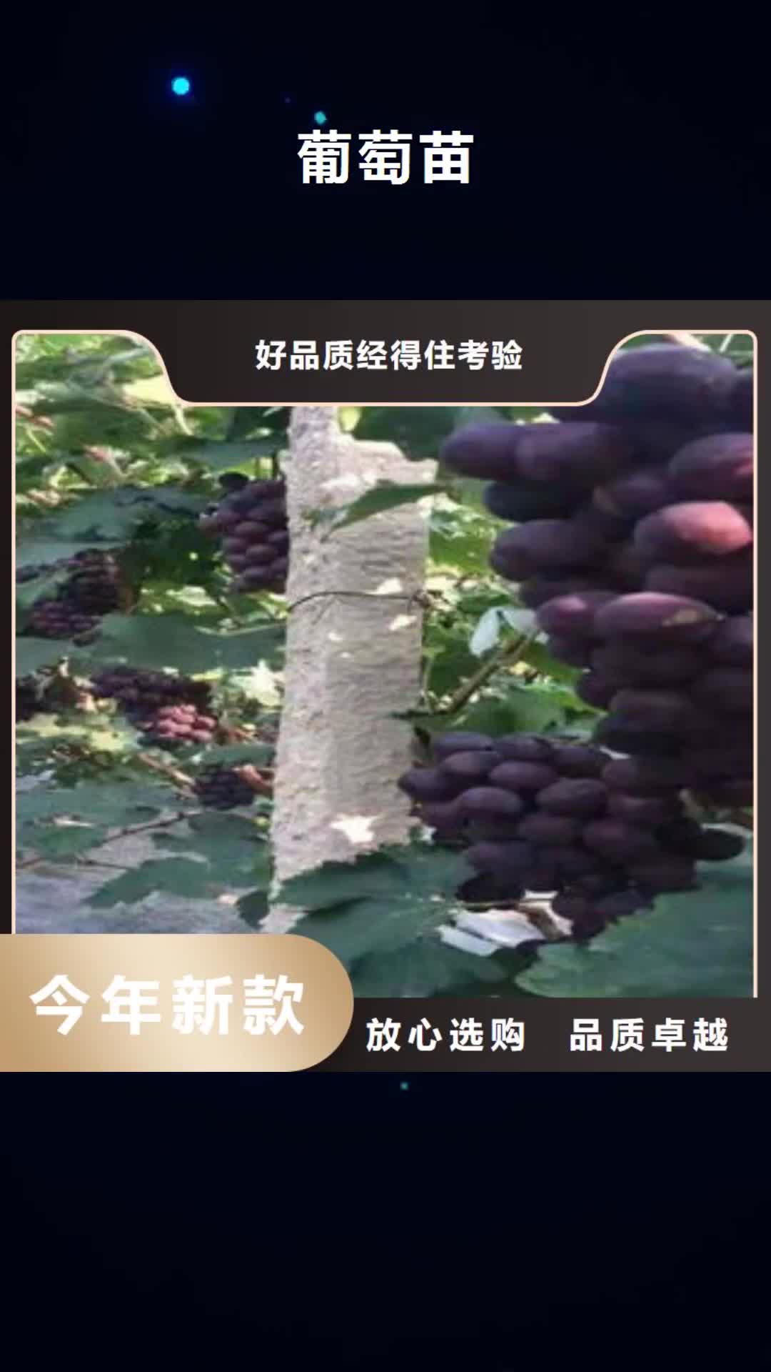 秦皇岛【葡萄苗】 板栗苗今日新品