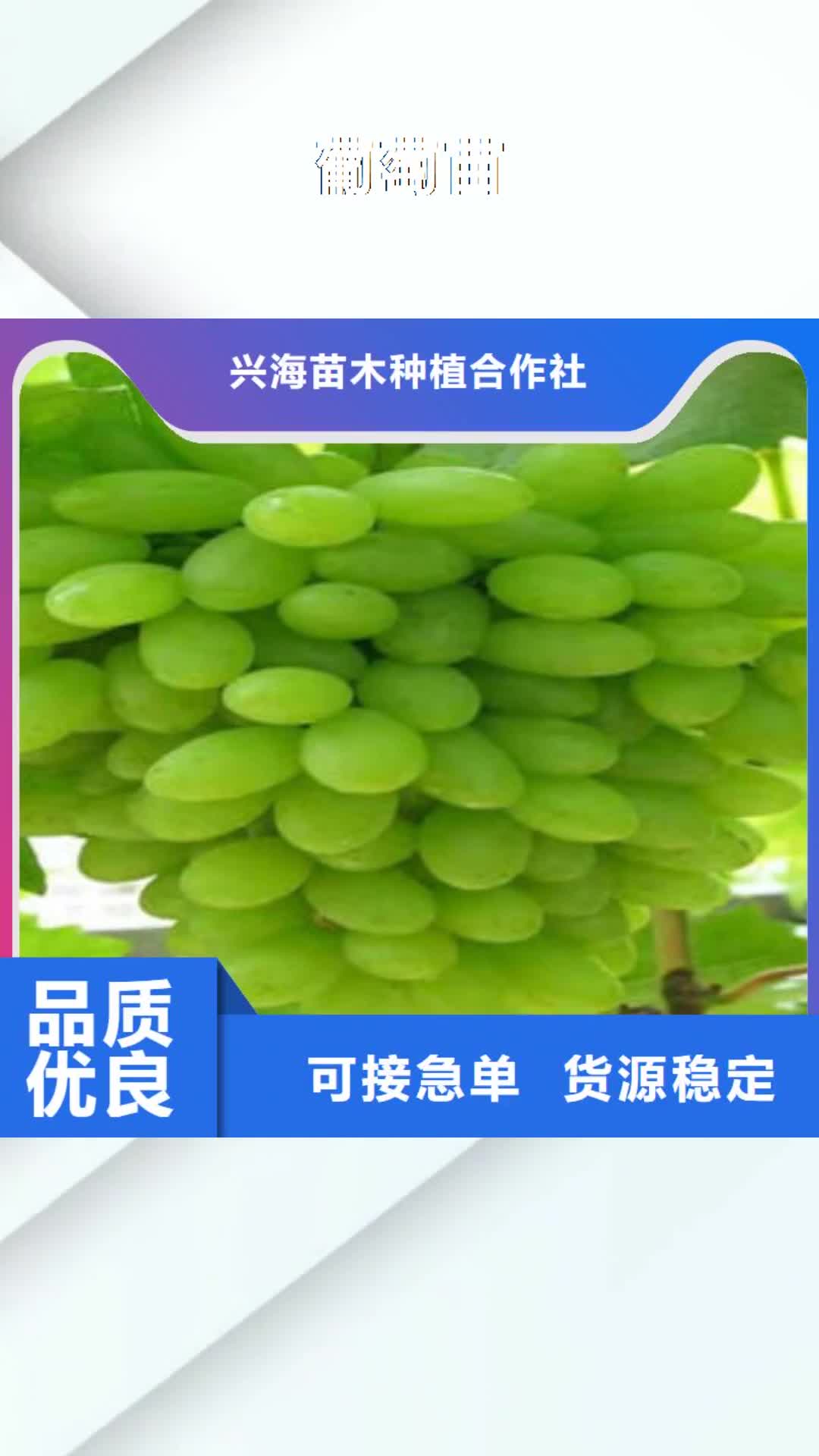 肇庆【葡萄苗】 花椒苗专业生产N年