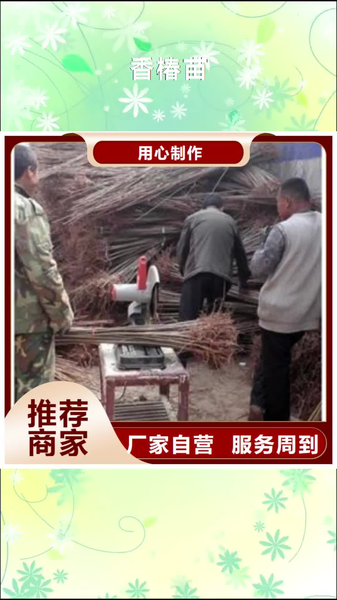 鄂尔多斯【香椿苗】,桃树苗工厂采购