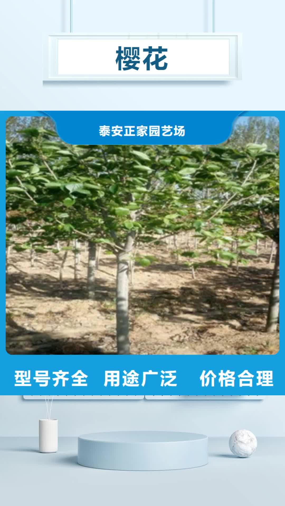泰安 樱花-【泰山景松 造型景松】放心选购