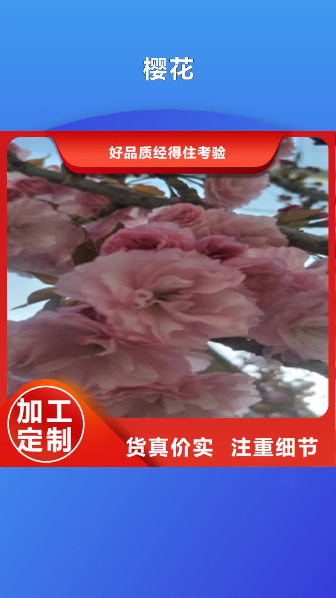 【三门峡 樱花国槐细节决定成败】
