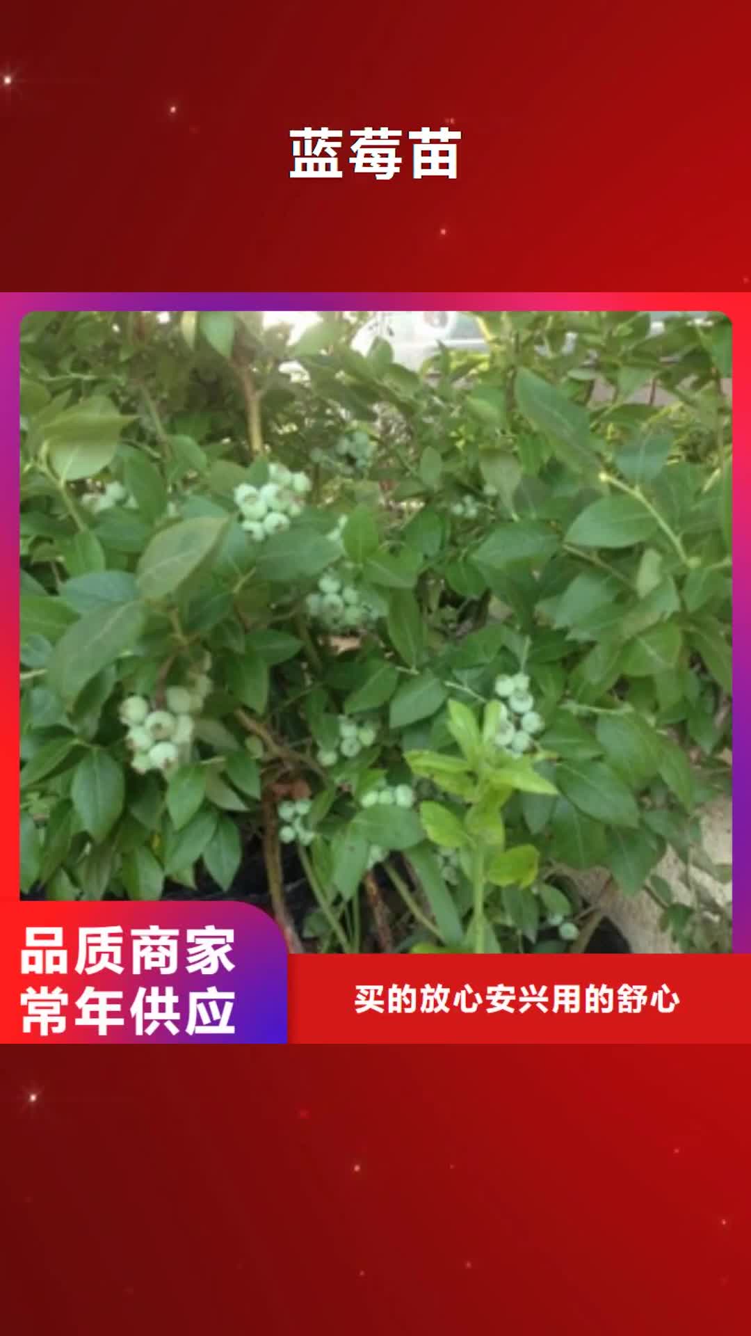 抚顺 蓝莓苗,【钙果苗】来图定制量大从优