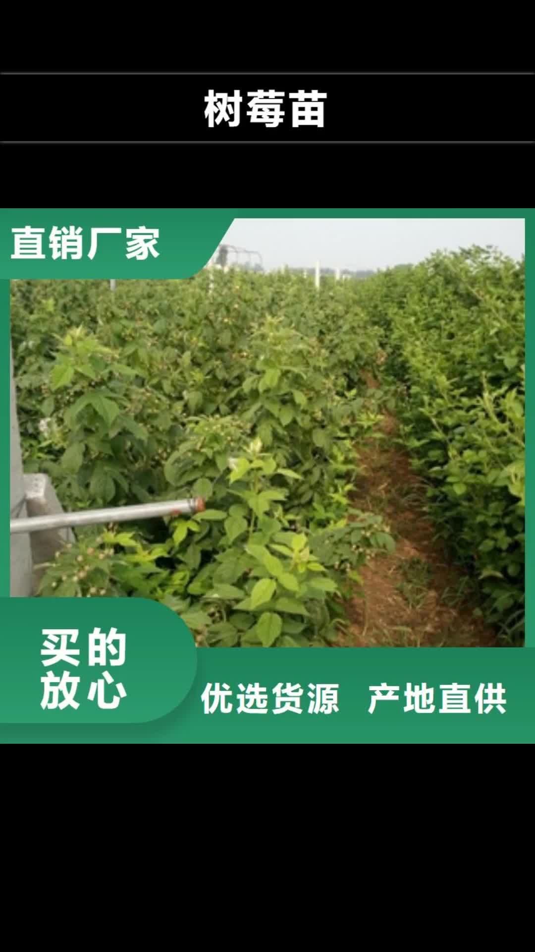 潮州【树莓苗】-泰山景松 造型景松诚信经营