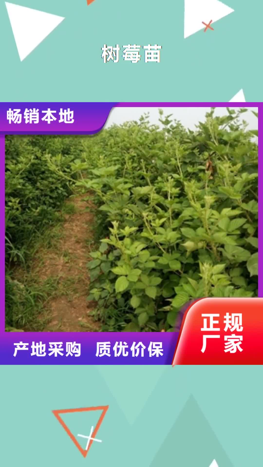 【来宾 树莓苗_碧桃技术先进】