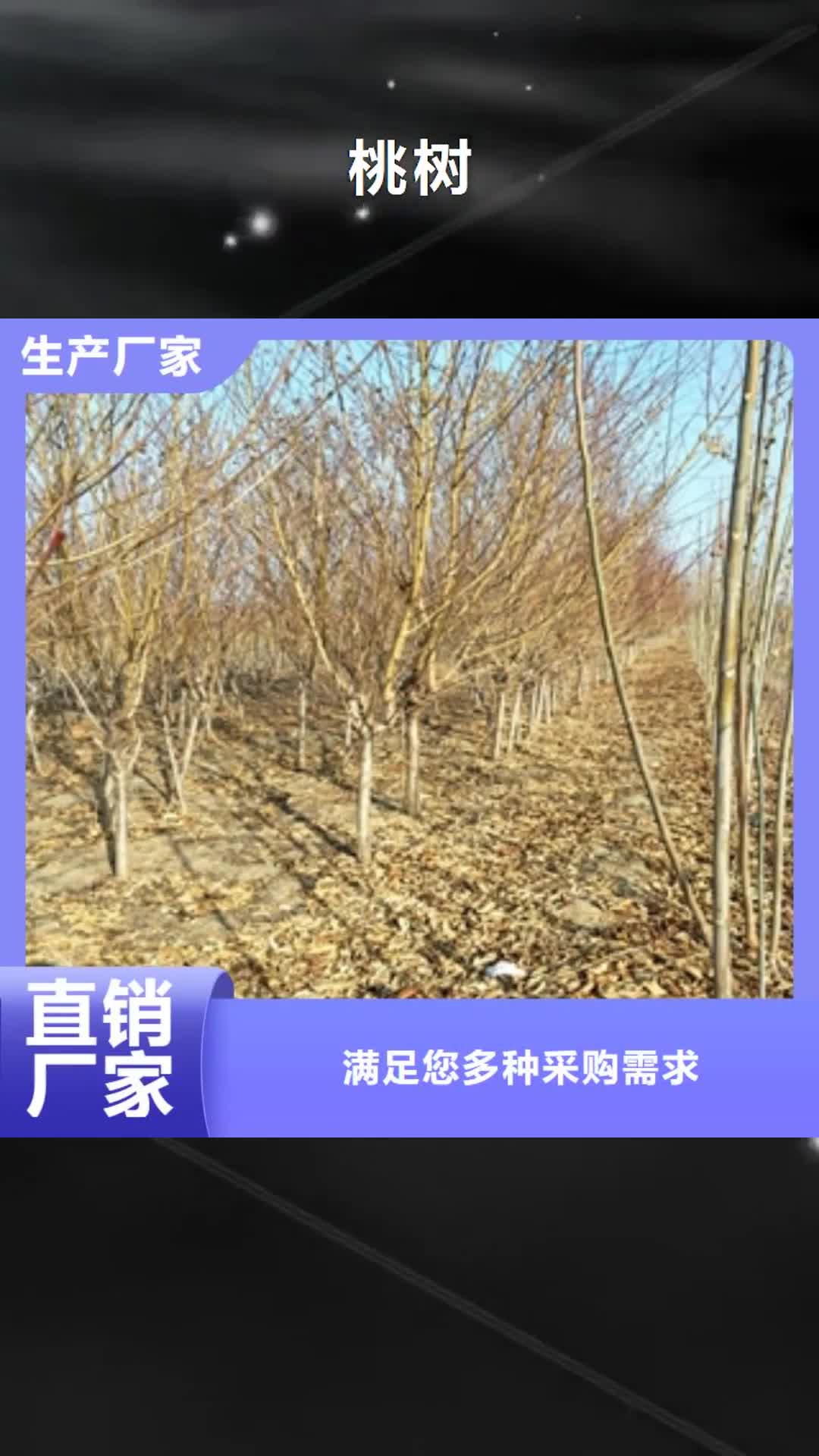 荆门 桃树-【樱桃苗】厂家技术完善