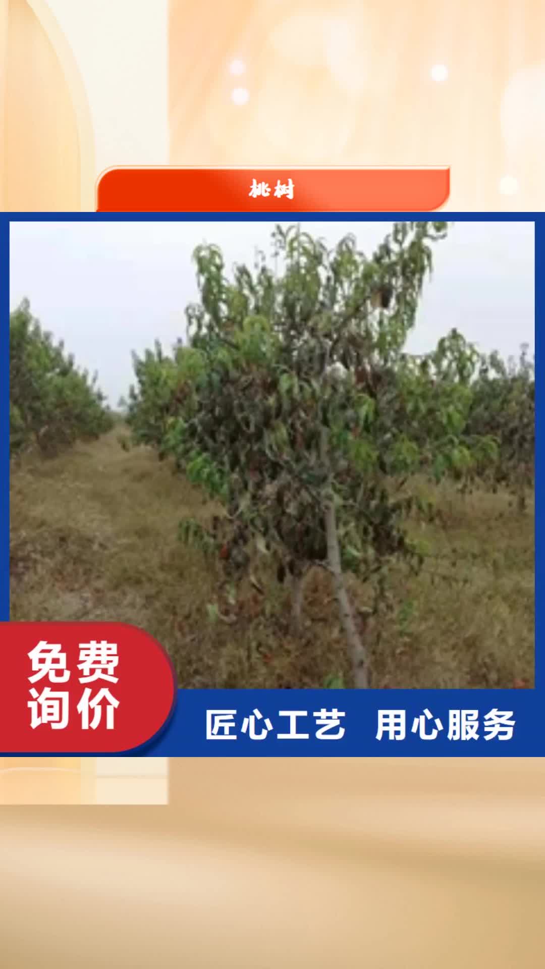 金华 桃树-【樱桃苗】客户信赖的厂家