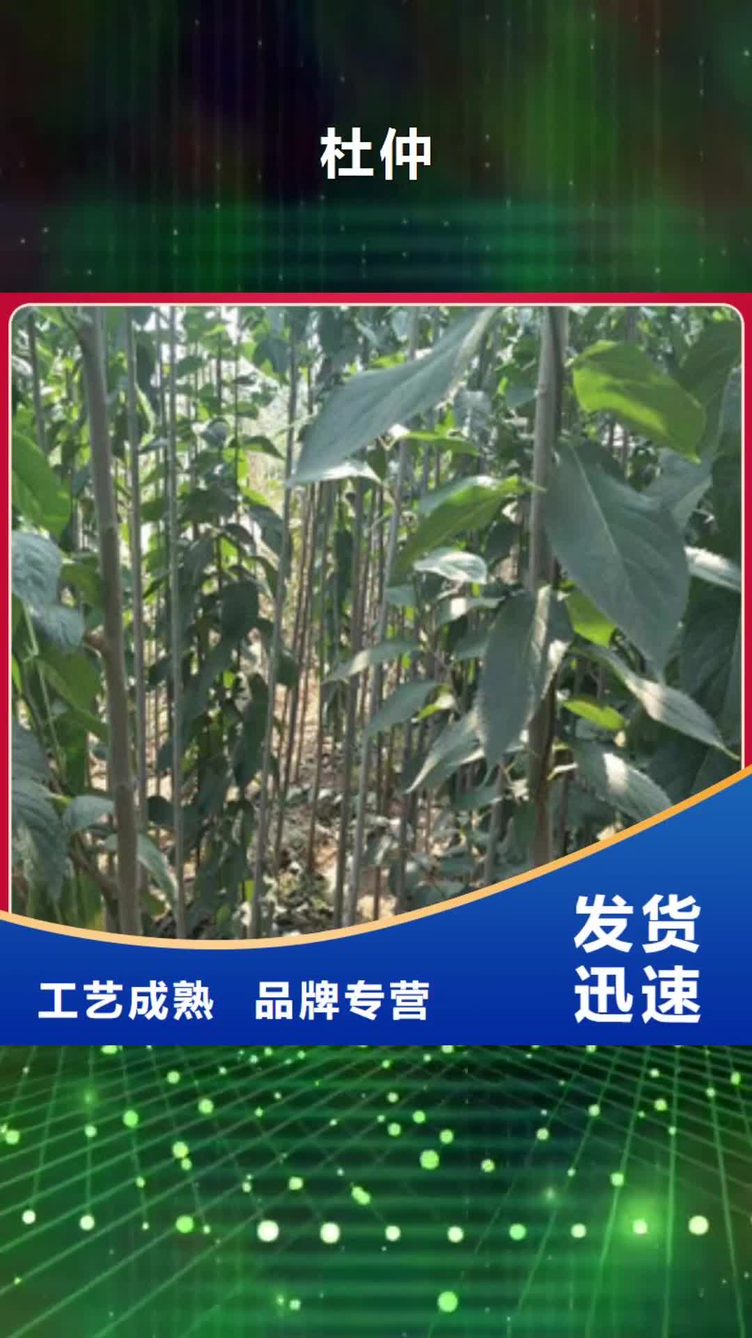 黄山【杜仲】-占地果树高品质诚信厂家