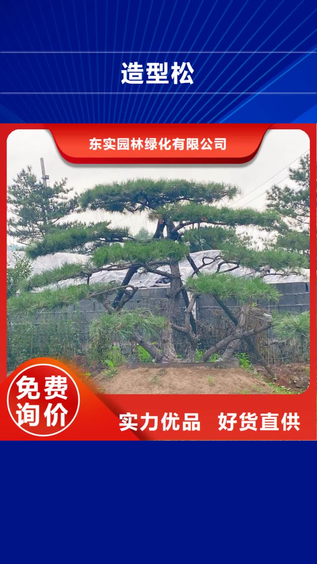 普洱 造型松【大型古松】匠心工艺