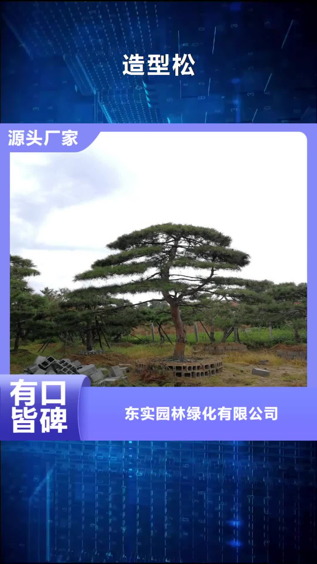 西藏 造型松种类丰富