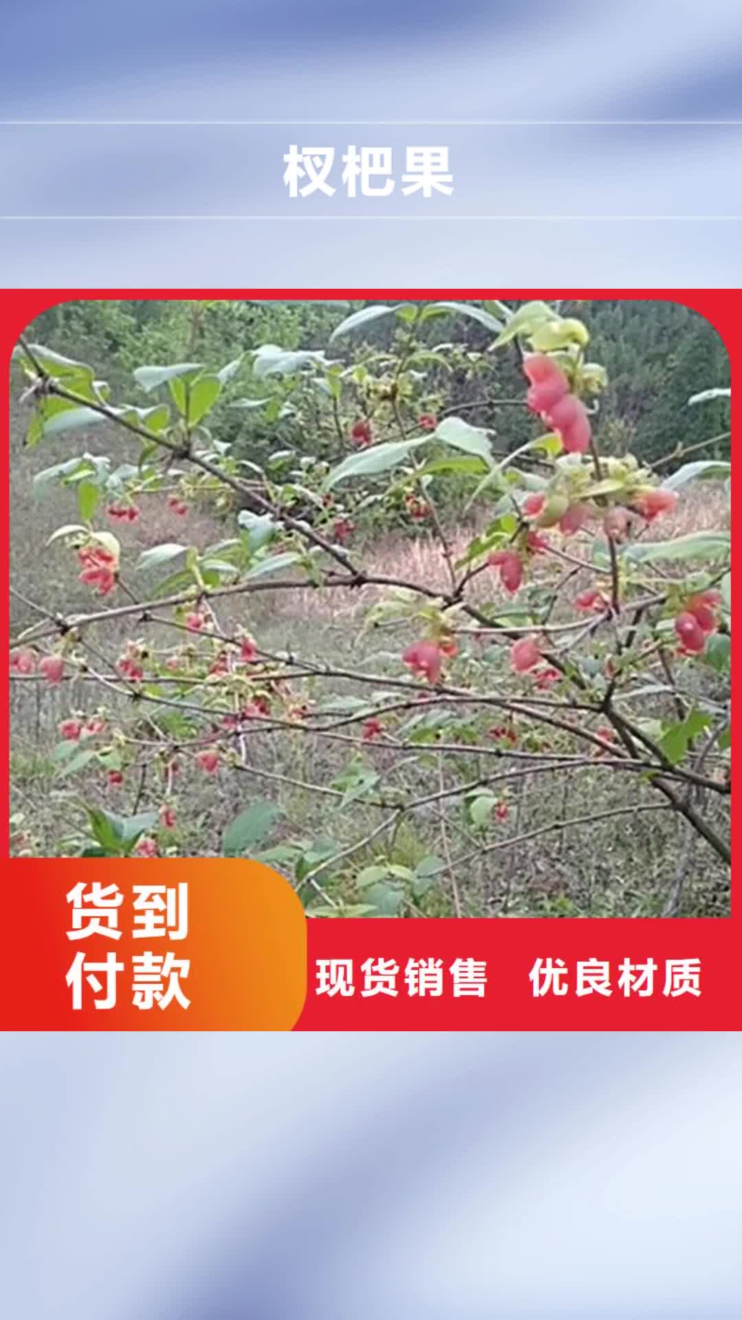 新乡 杈杷果 【北美冬青】供应采购