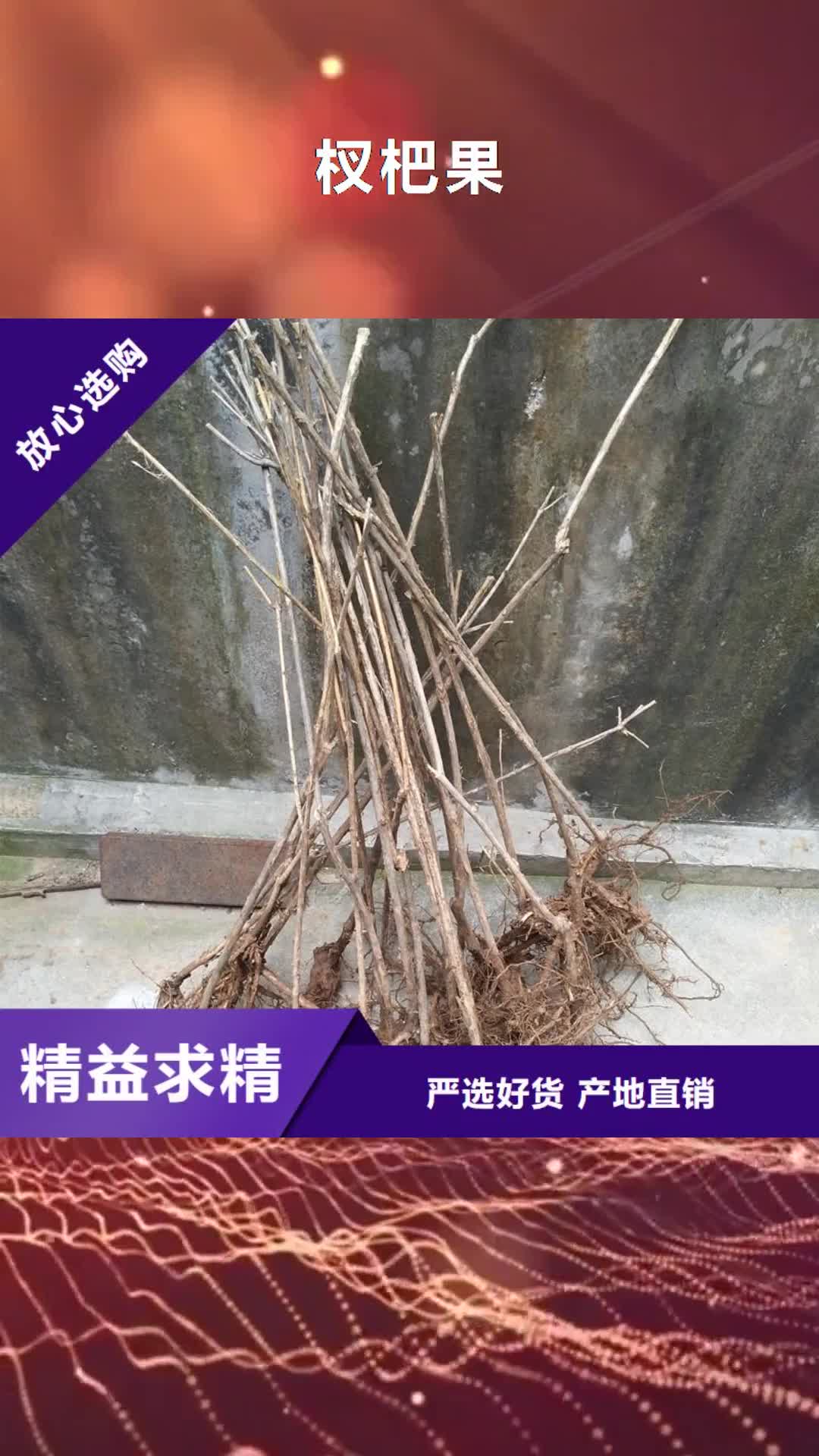 深圳 杈杷果,【苹果苗】拒绝伪劣产品