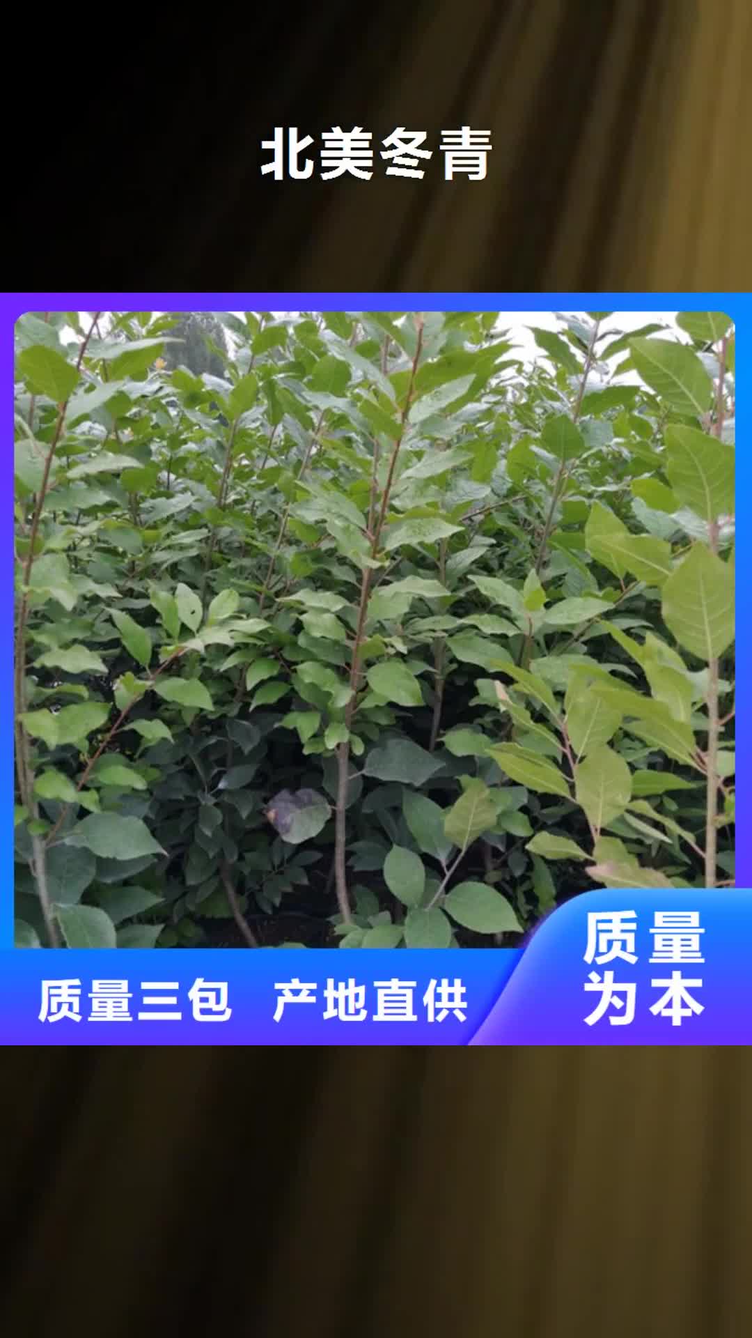 汕头【北美冬青】 桃树苗精工细致打造