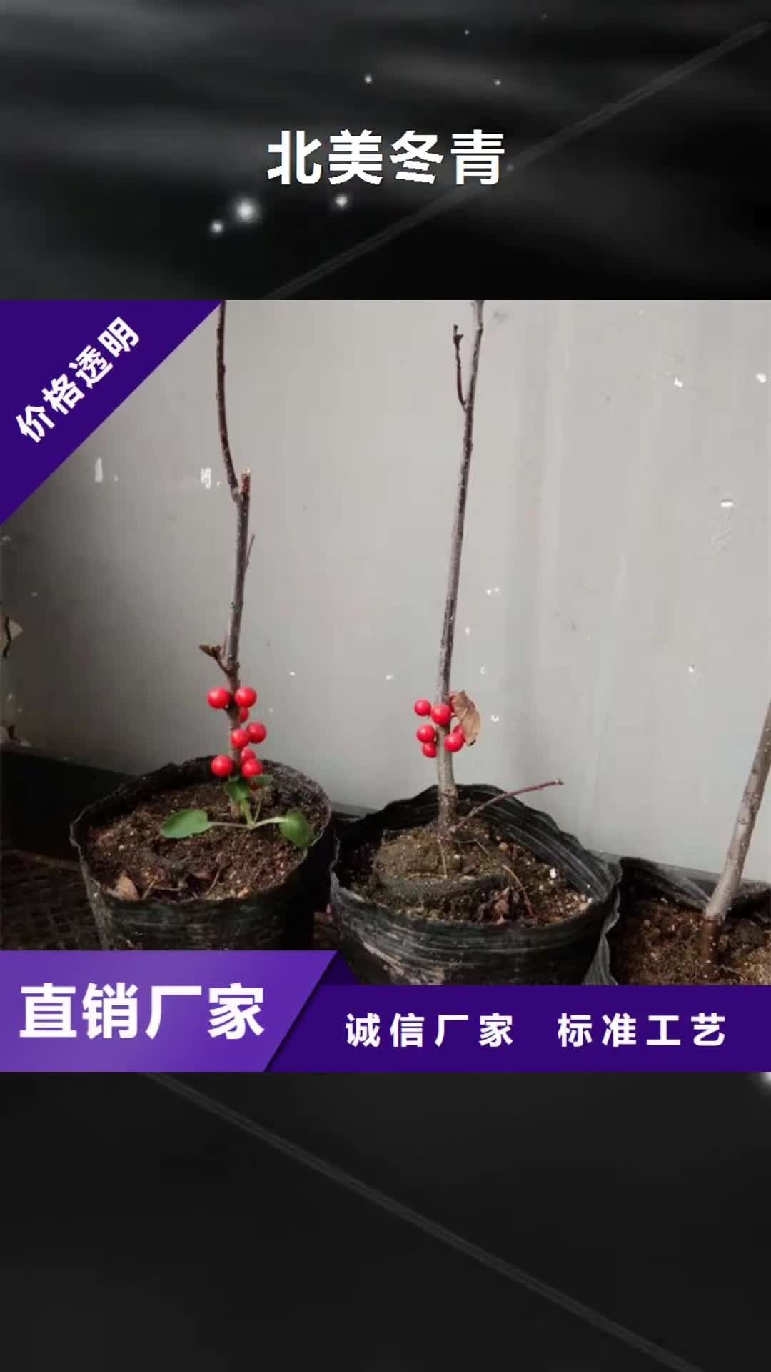 临汾【北美冬青】蓝莓苗有实力有经验