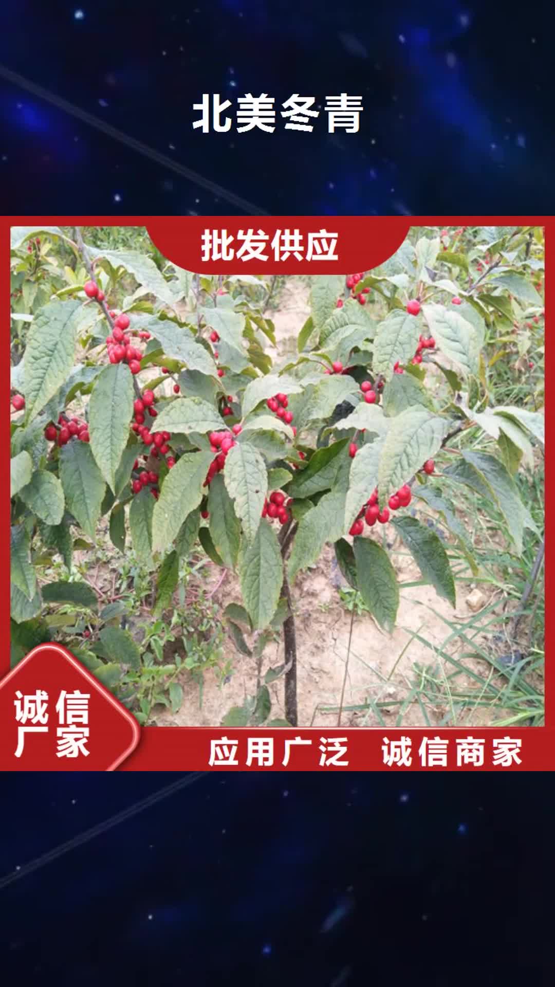 阜新【北美冬青】梨树苗品牌大厂家
