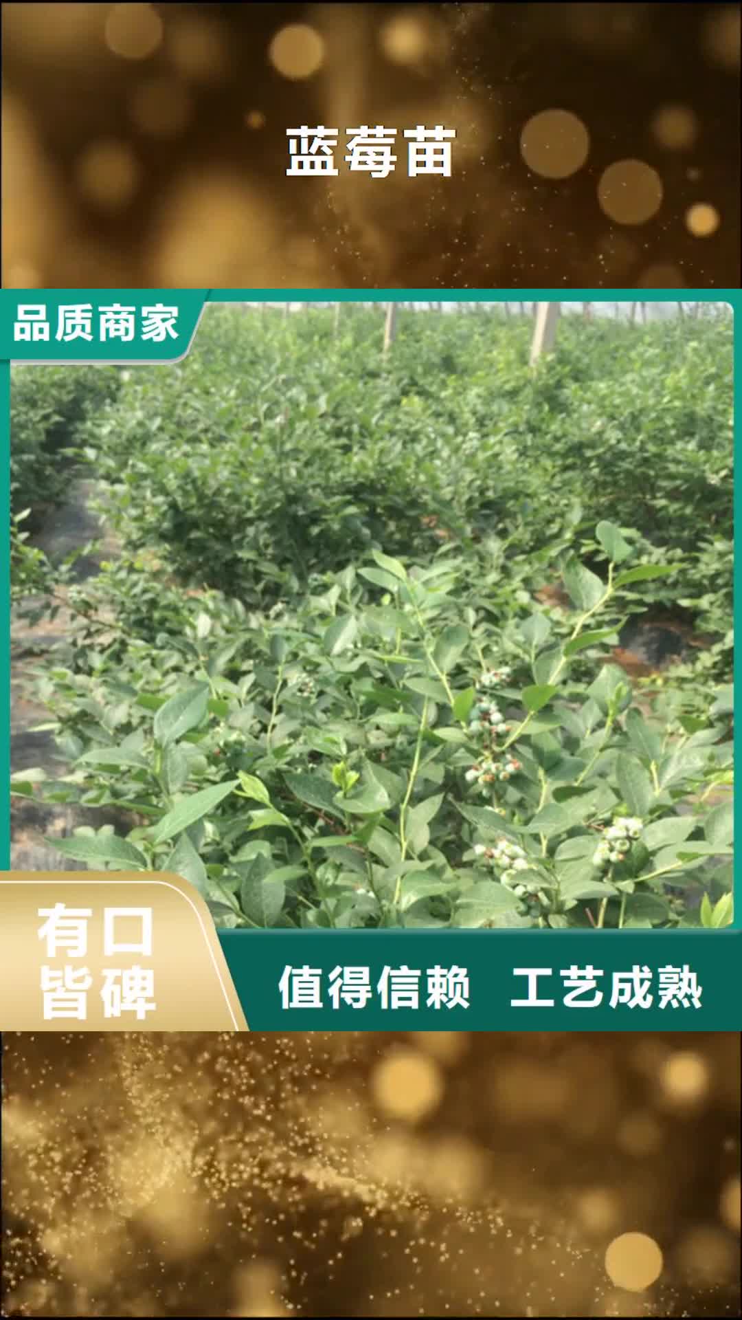 邢台 蓝莓苗【樱桃苗】源头采购