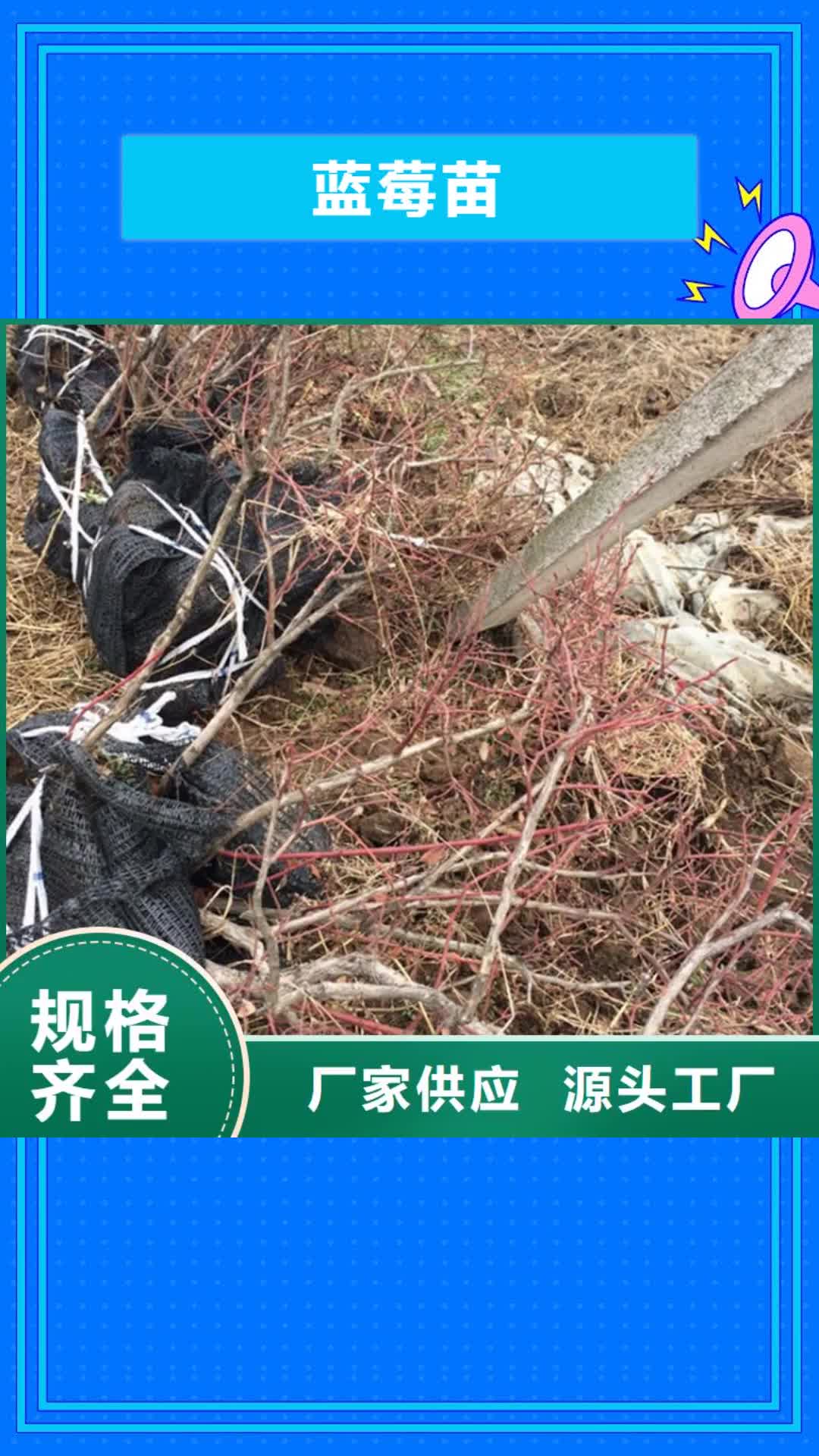 台州 蓝莓苗 【板栗苗】讲信誉保质量