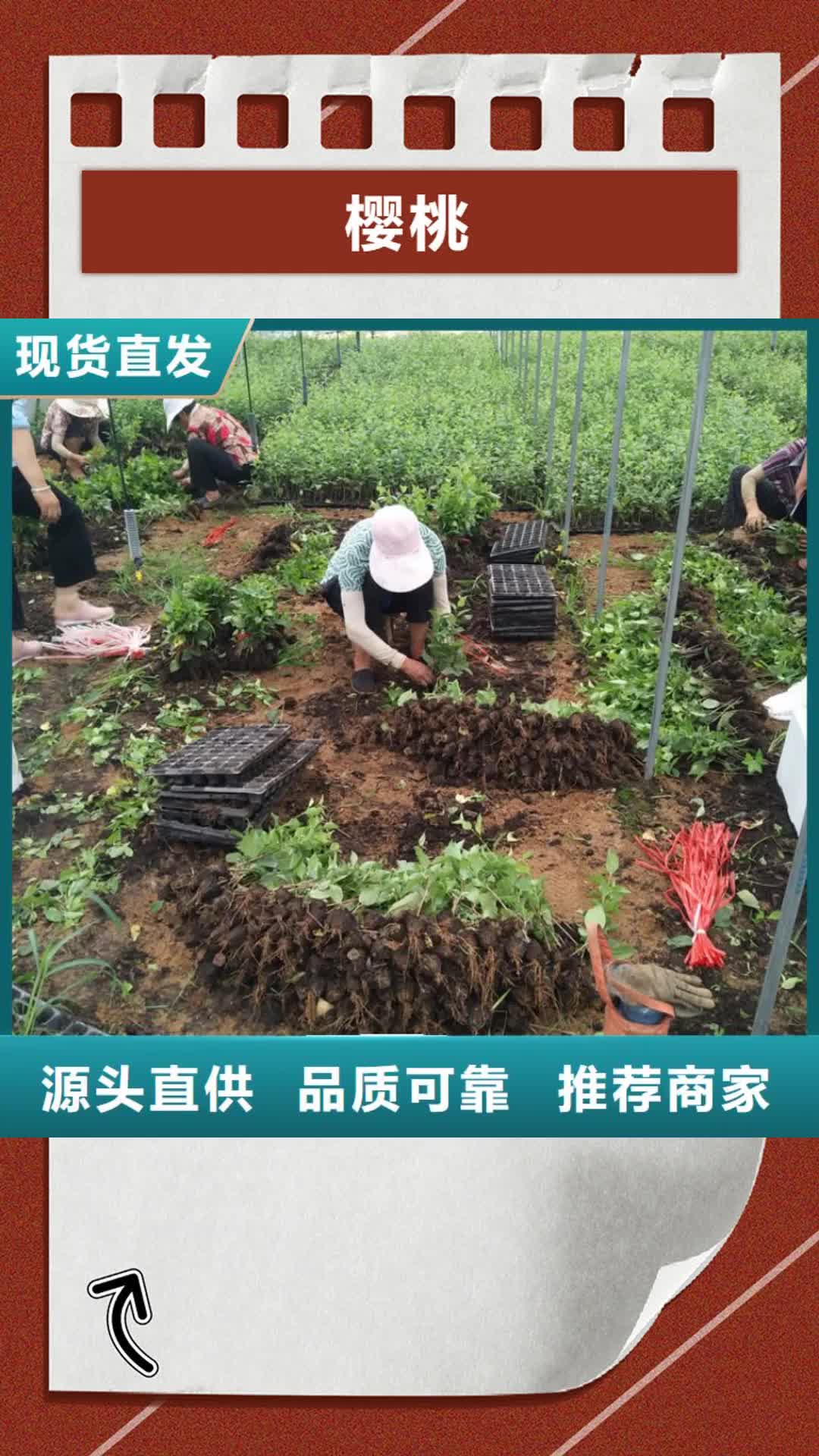 贵港 樱桃 【苹果苗】诚信经营质量保证