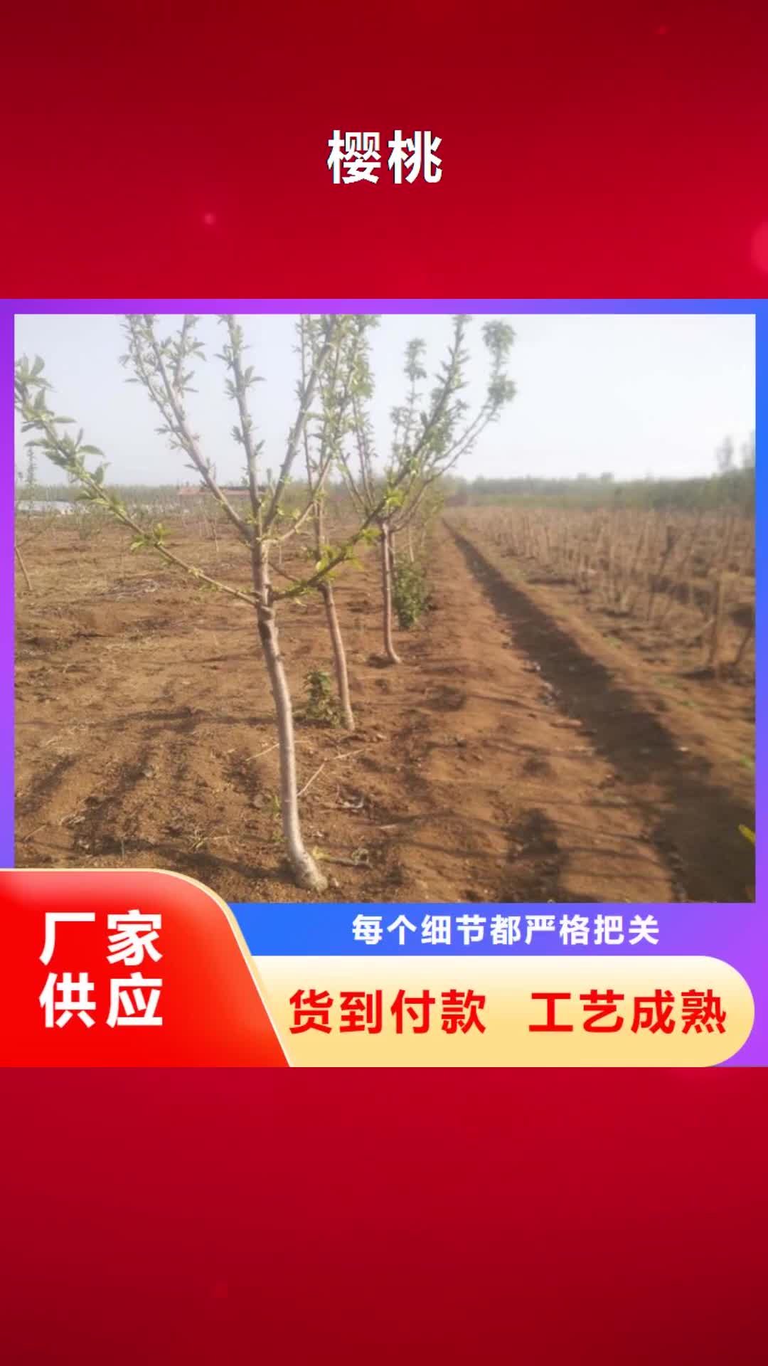 【北海 樱桃杏树苗商家】