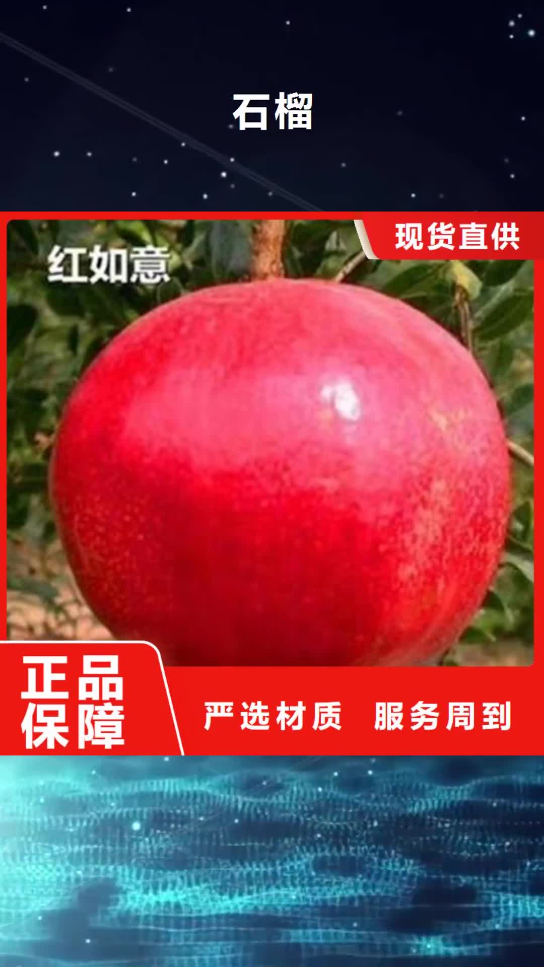【海南 石榴苹果苗质量优价格低】