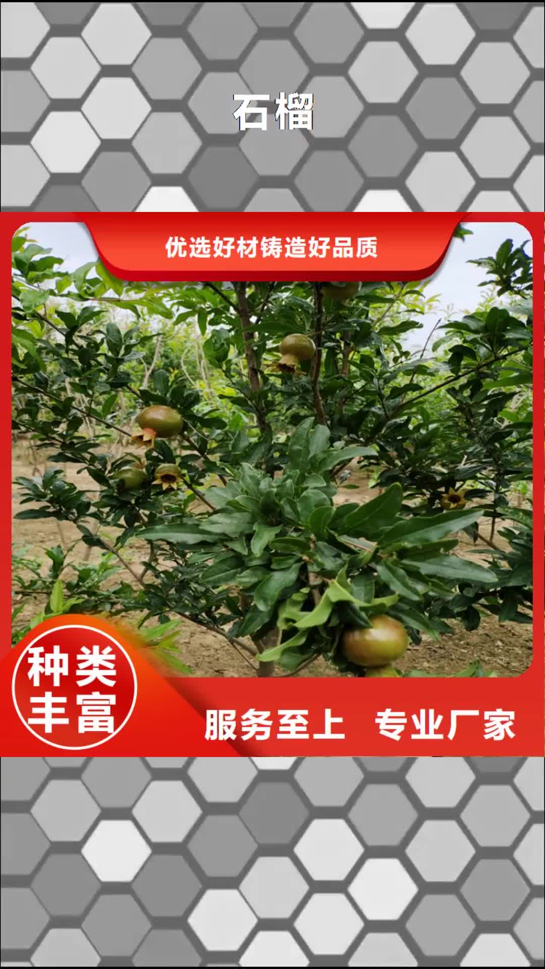 【定西 石榴_蓝莓苗专业品质】