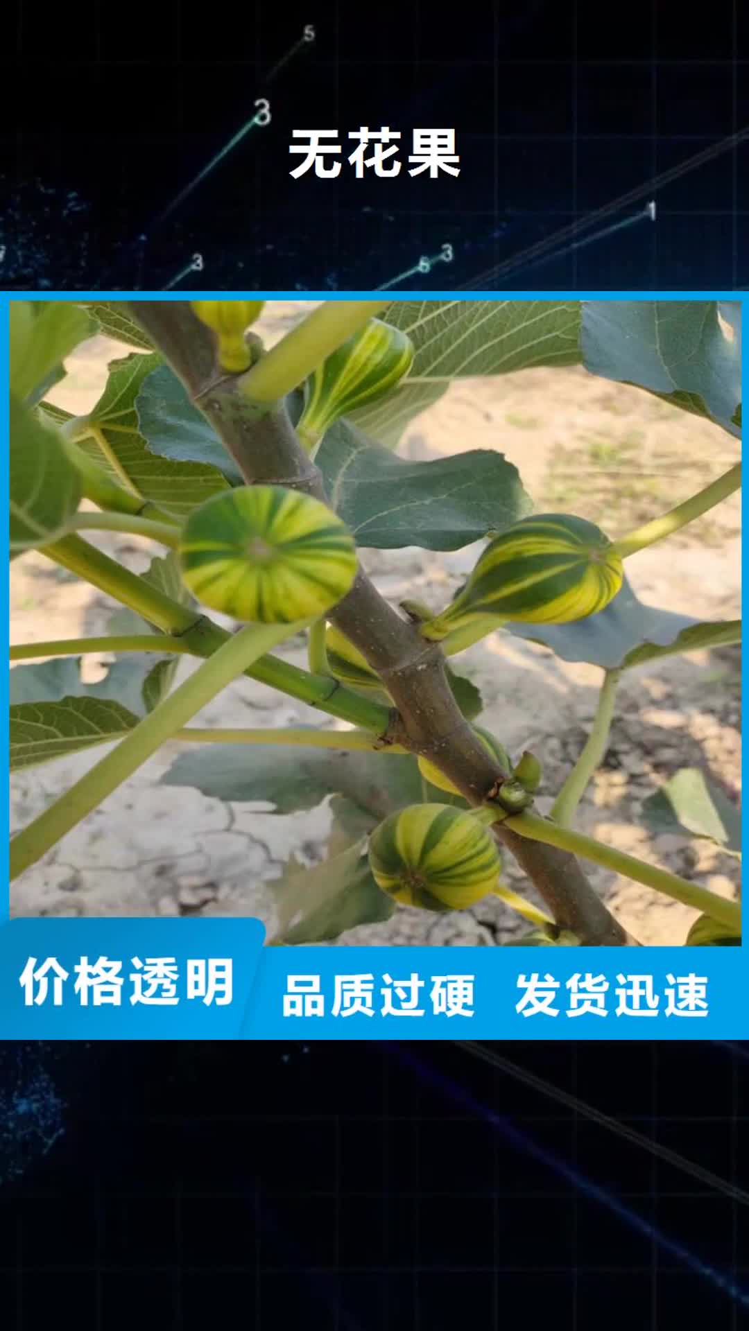 【桂林 无花果桃树苗多种场景适用】