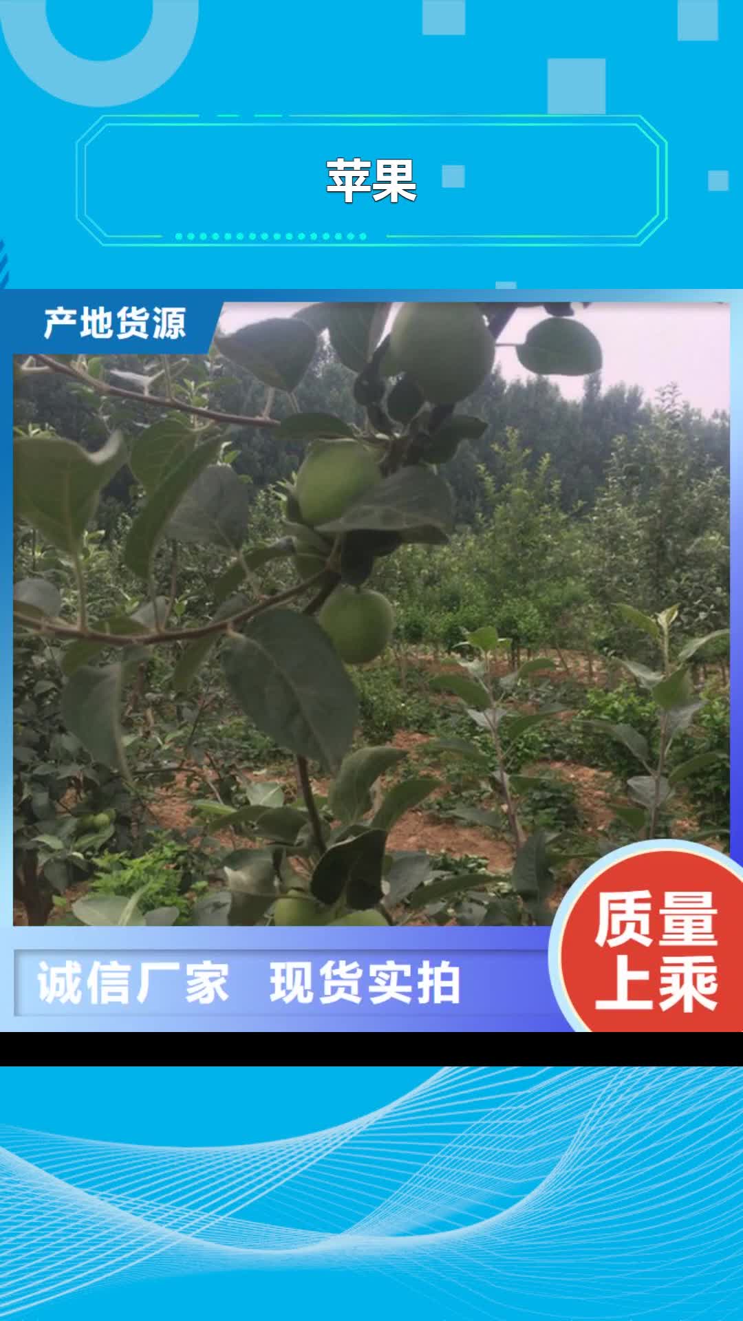 【辽源 苹果_北美冬青出厂严格质检】