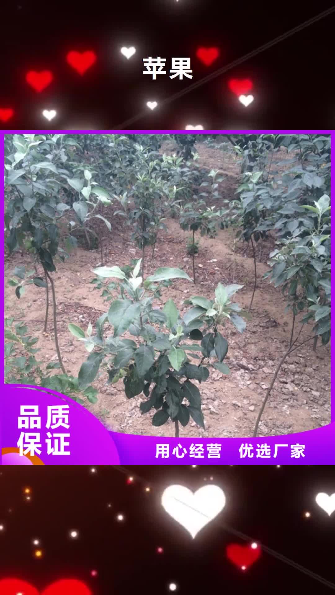 【巴中 苹果石榴树一致好评产品】