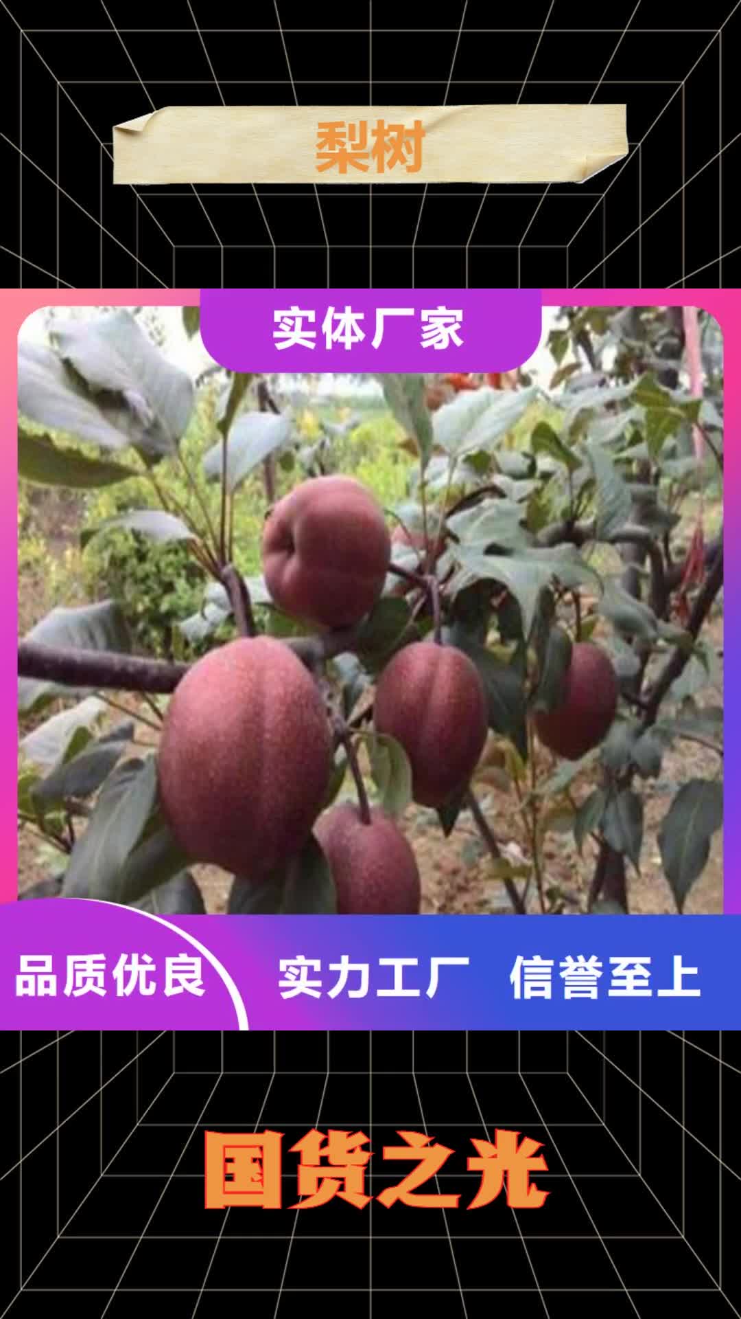 荆门 梨树,【石榴树】批发商