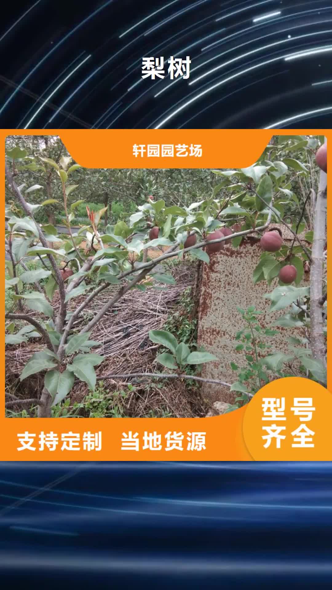 鹤岗【梨树】_北美冬青闪电发货