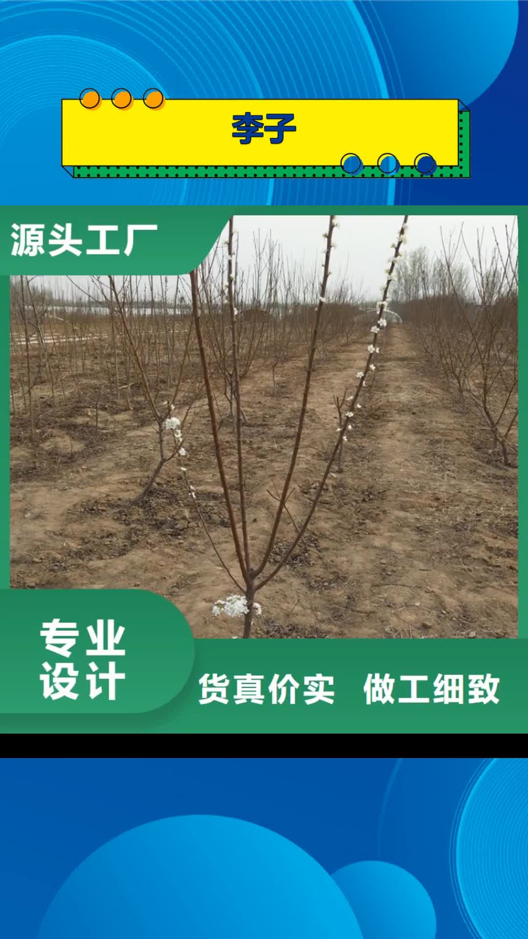 深圳 李子【苹果苗】优势