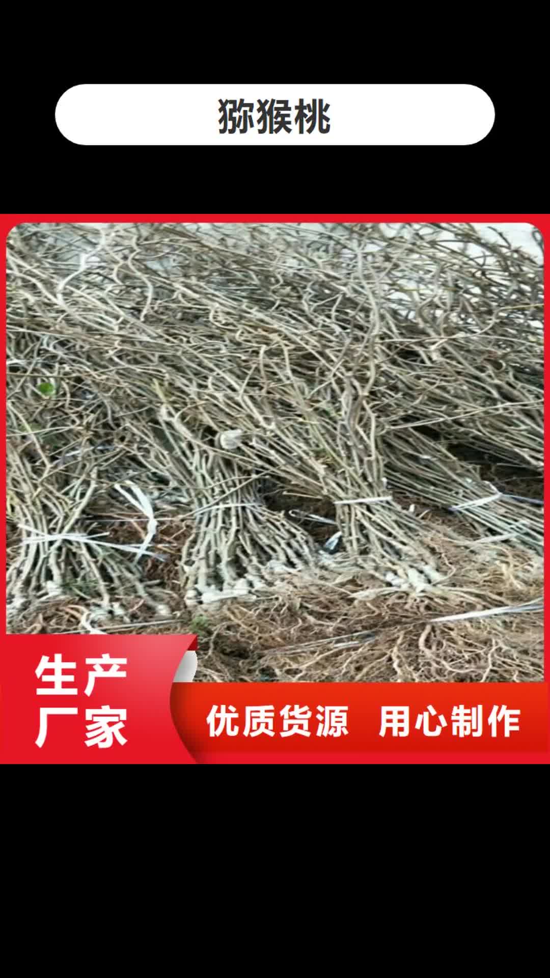 怒江 猕猴桃_【板栗苗】真材实料加工定制