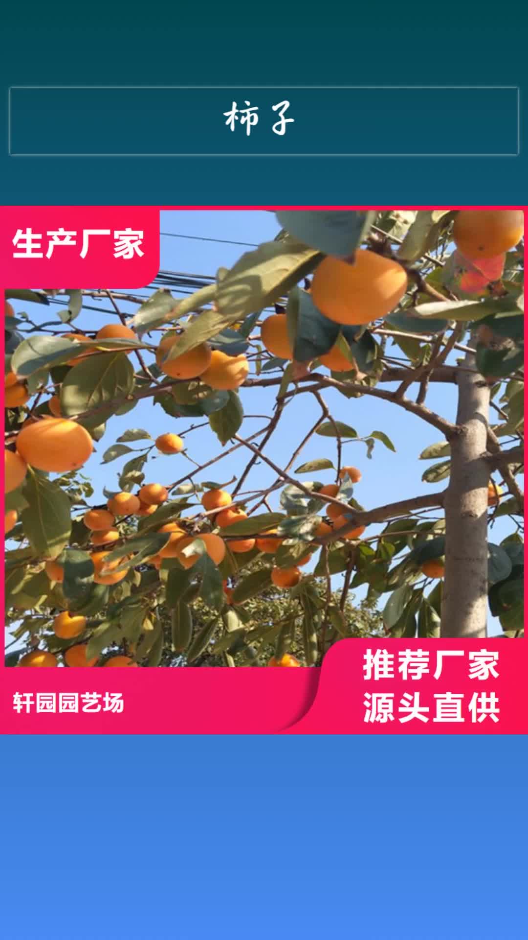 钦州【柿子】桃树苗大量现货