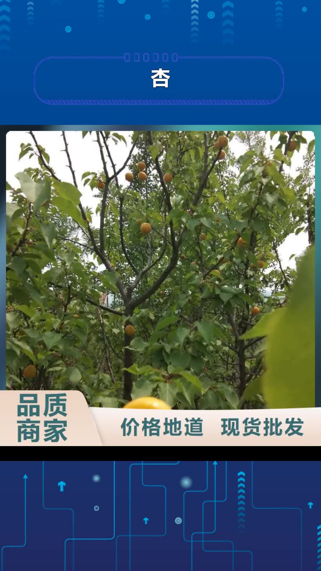 兰州 杏 【蓝莓苗】低价货源