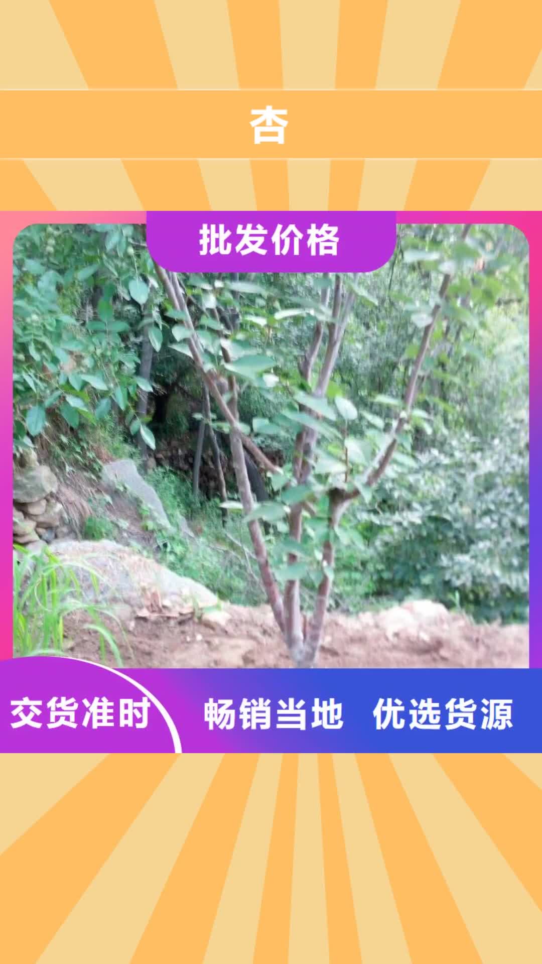【台湾 杏-板栗苗实力厂家直销】