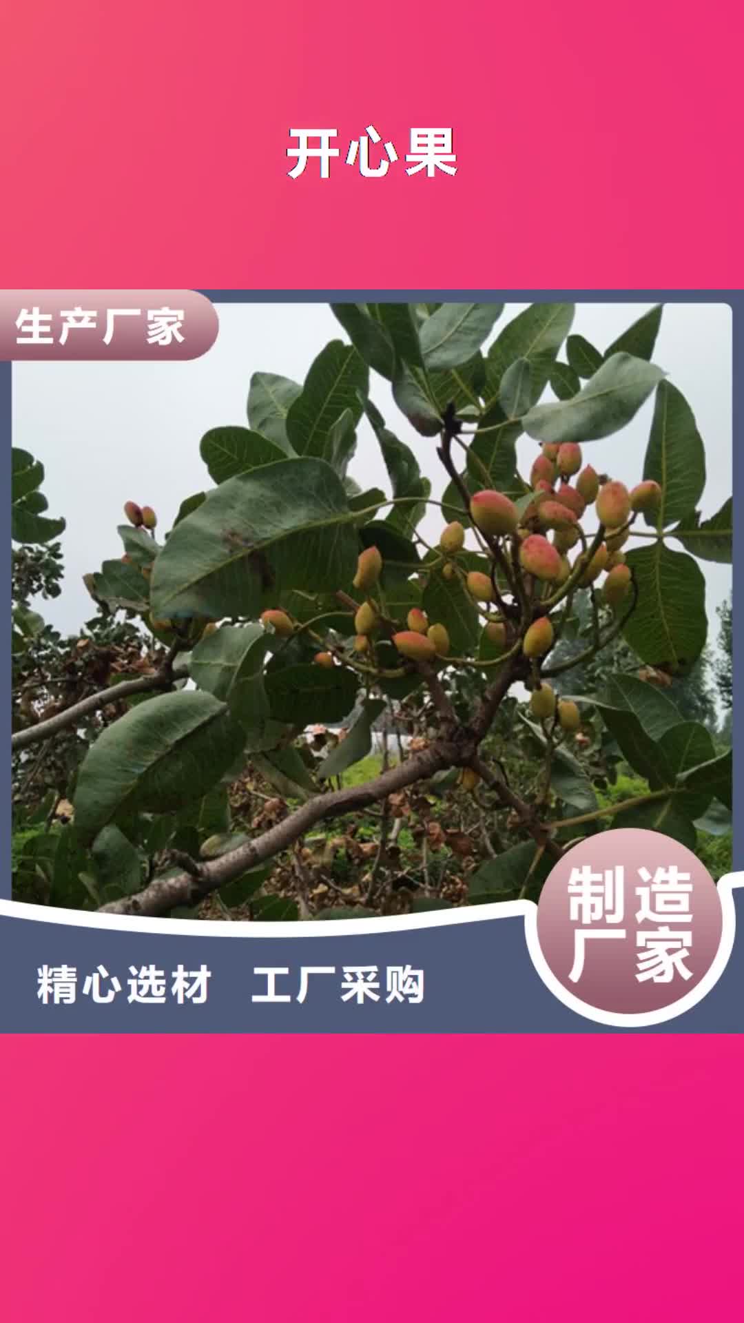 【景德镇 开心果梨树苗使用寿命长久】