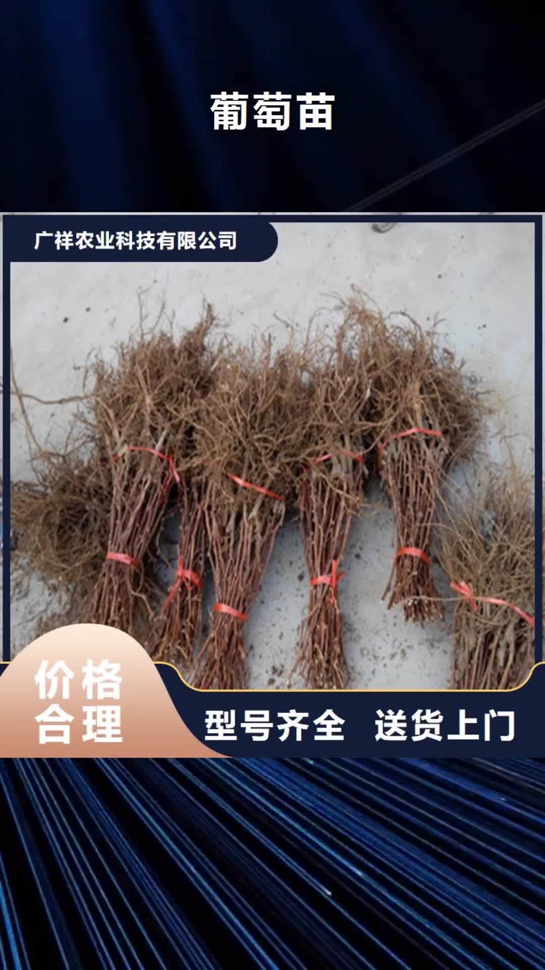 【辽宁 葡萄苗-梨树苗品质无所畏惧】