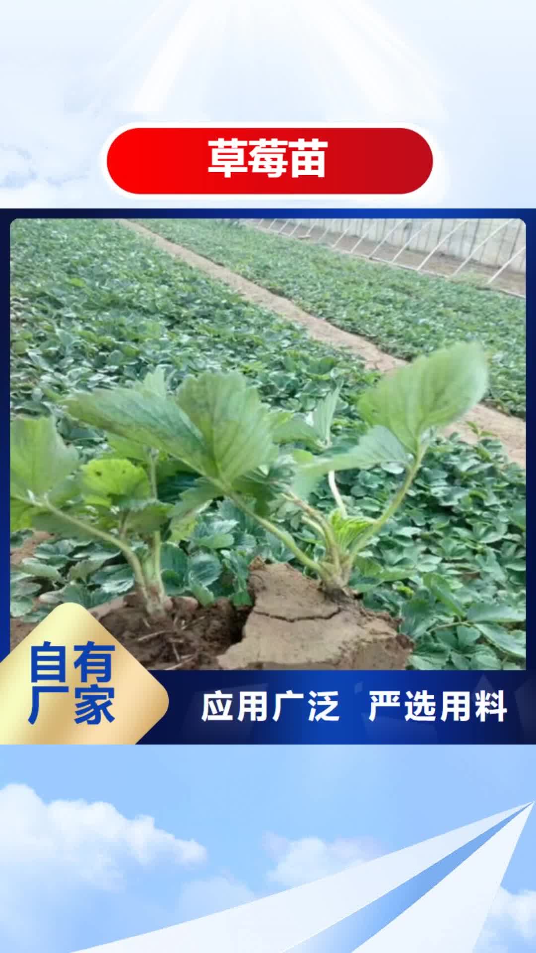 新疆【草莓苗】 桃树苗基地诚信厂家