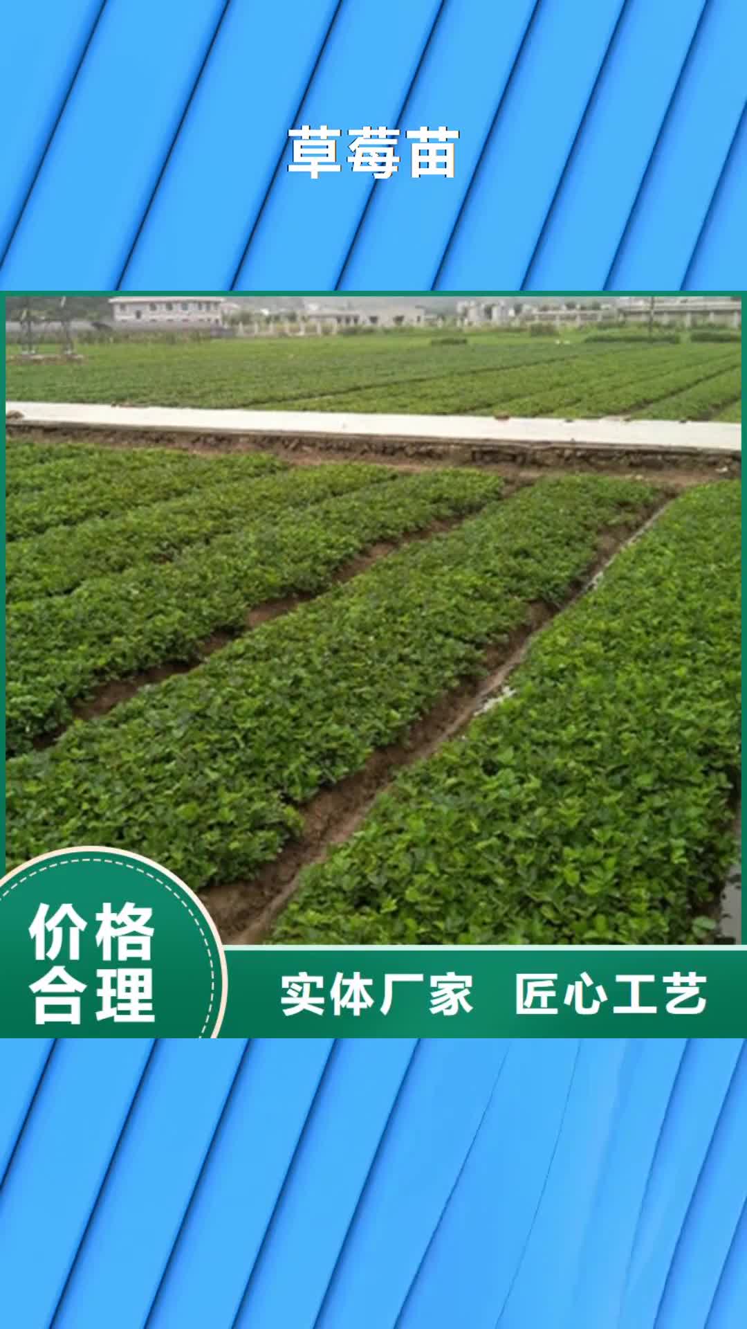 湘潭 草莓苗_【草莓苗价格】厂家直销售后完善