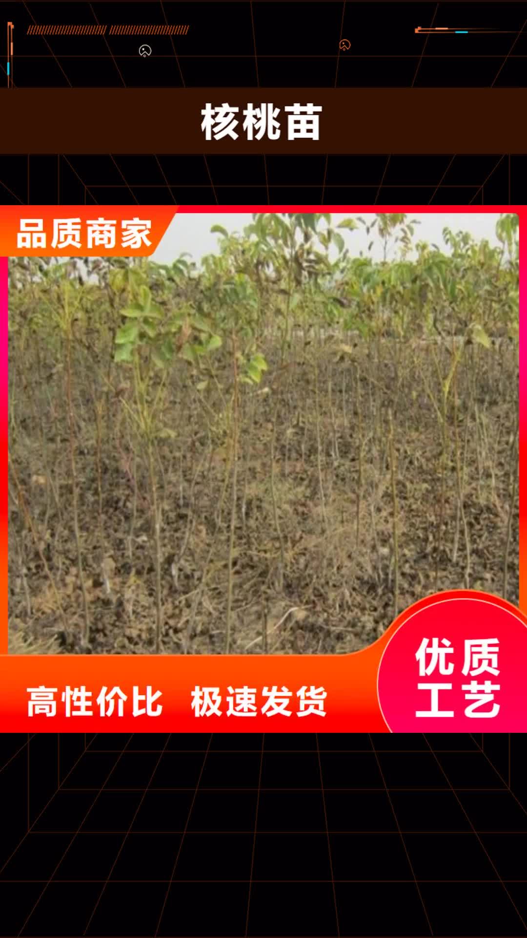 延安 核桃苗 【葡萄苗】价格低