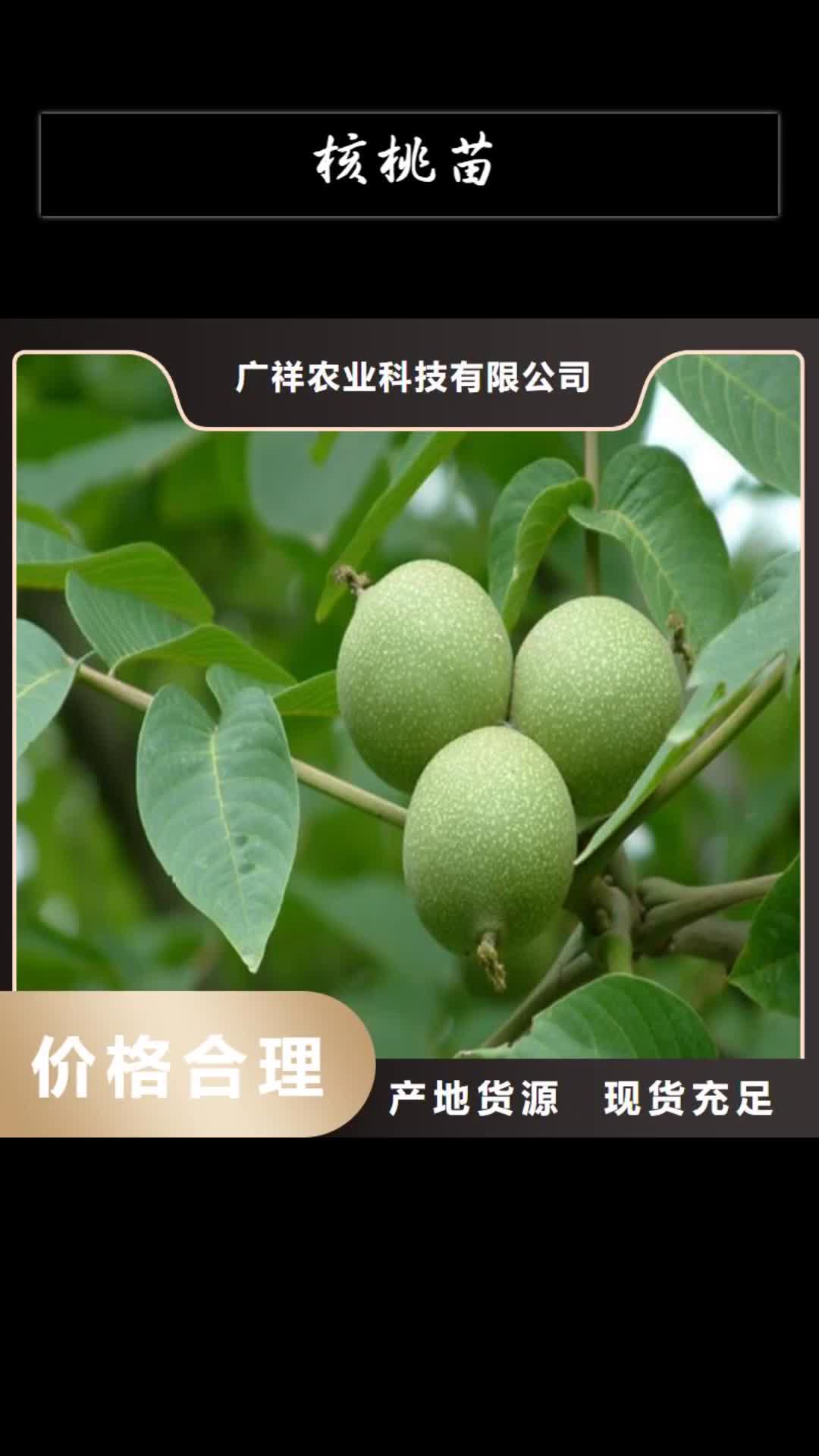 【河源 核桃苗-草莓苗价格厂家十分靠谱】